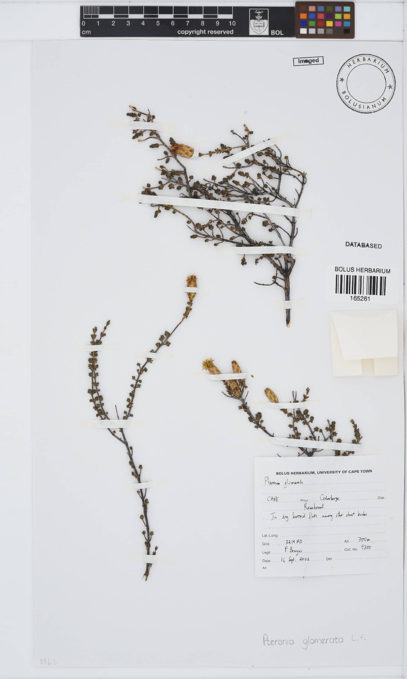 Pteronia glomerata image