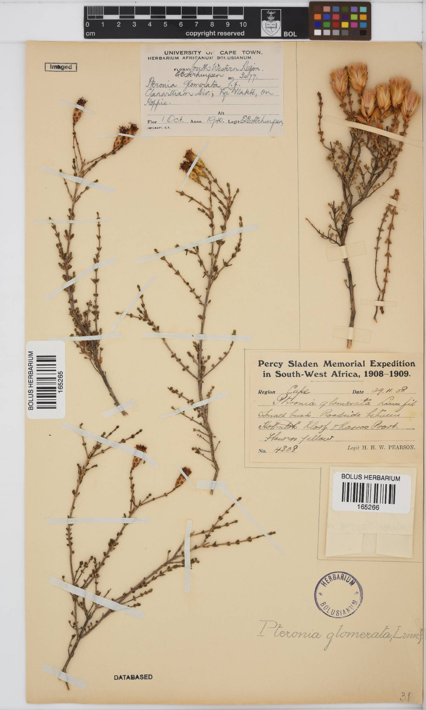 Pteronia image