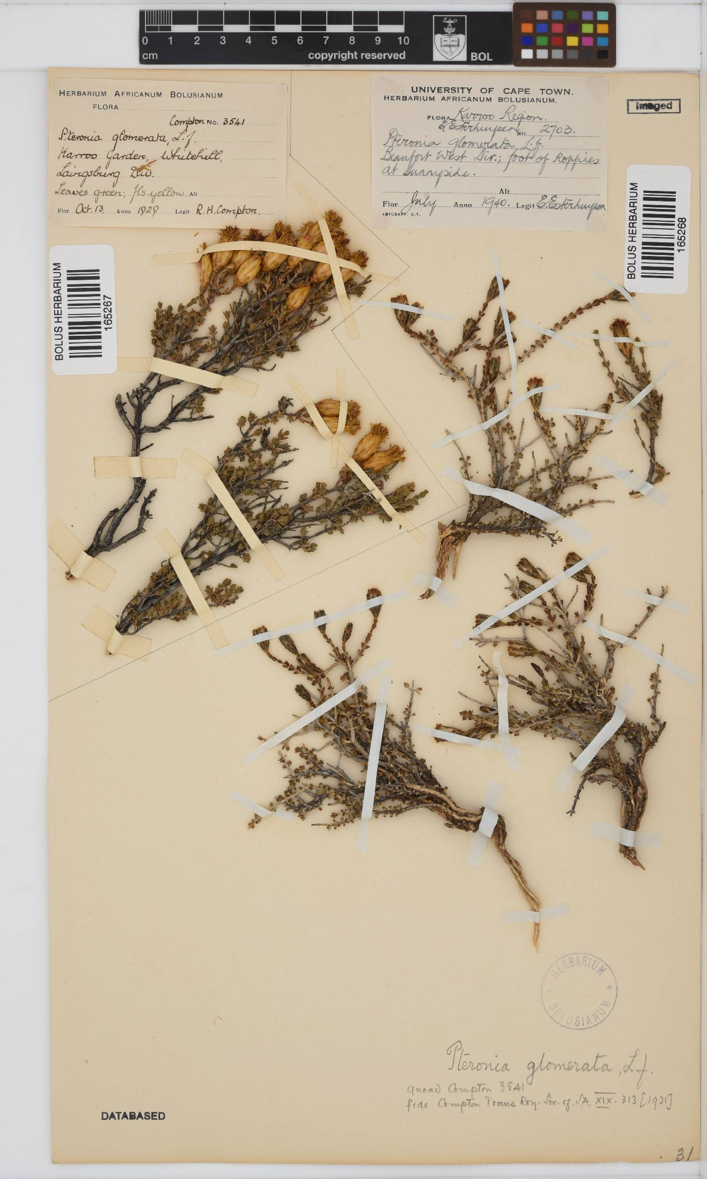 Pteronia glomerata image