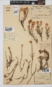 Pteronia glomerata image