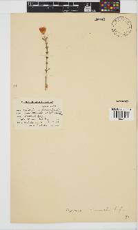 Pteronia glomerata image
