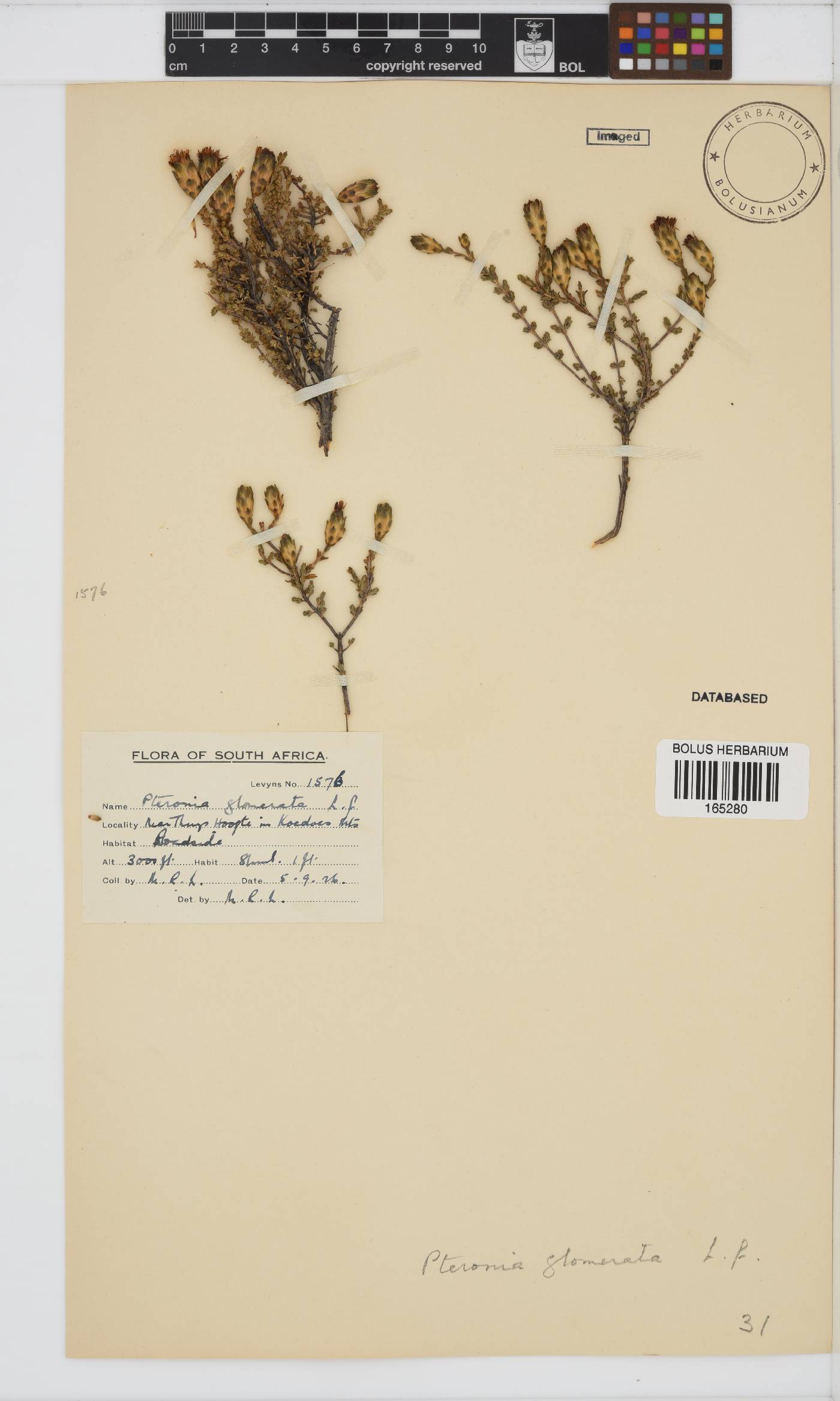 Pteronia glomerata image