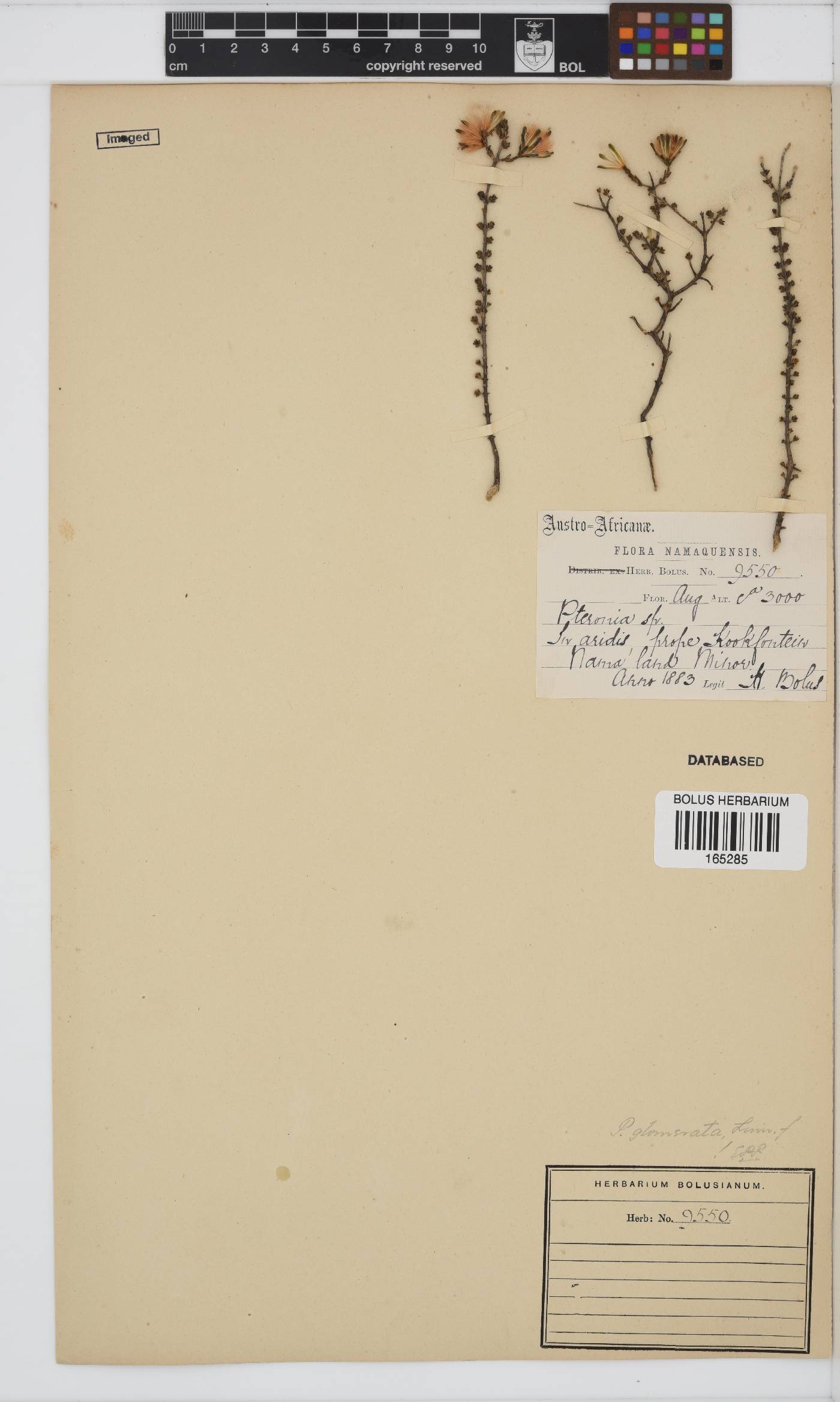 Pteronia glomerata image