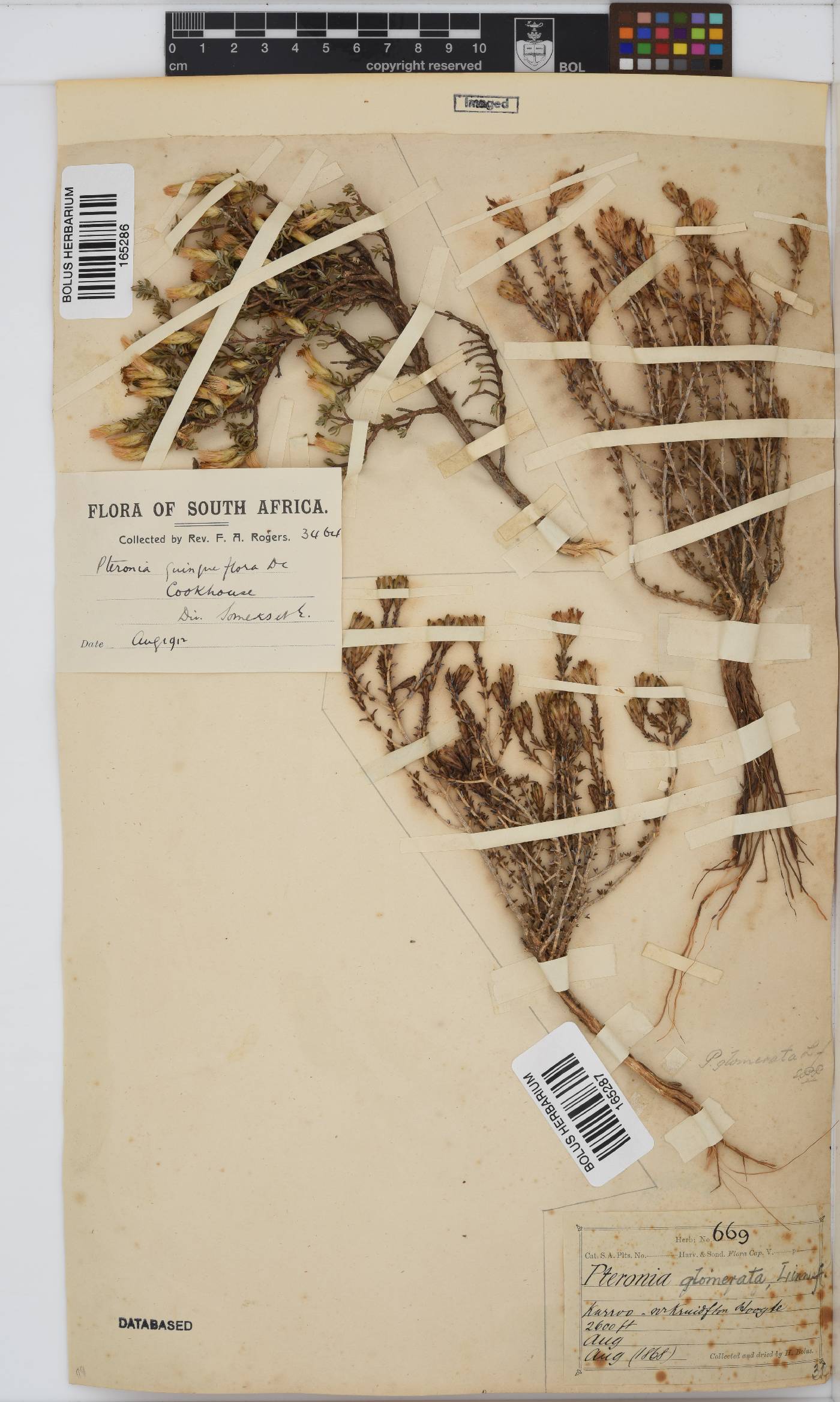 Pteronia glomerata image