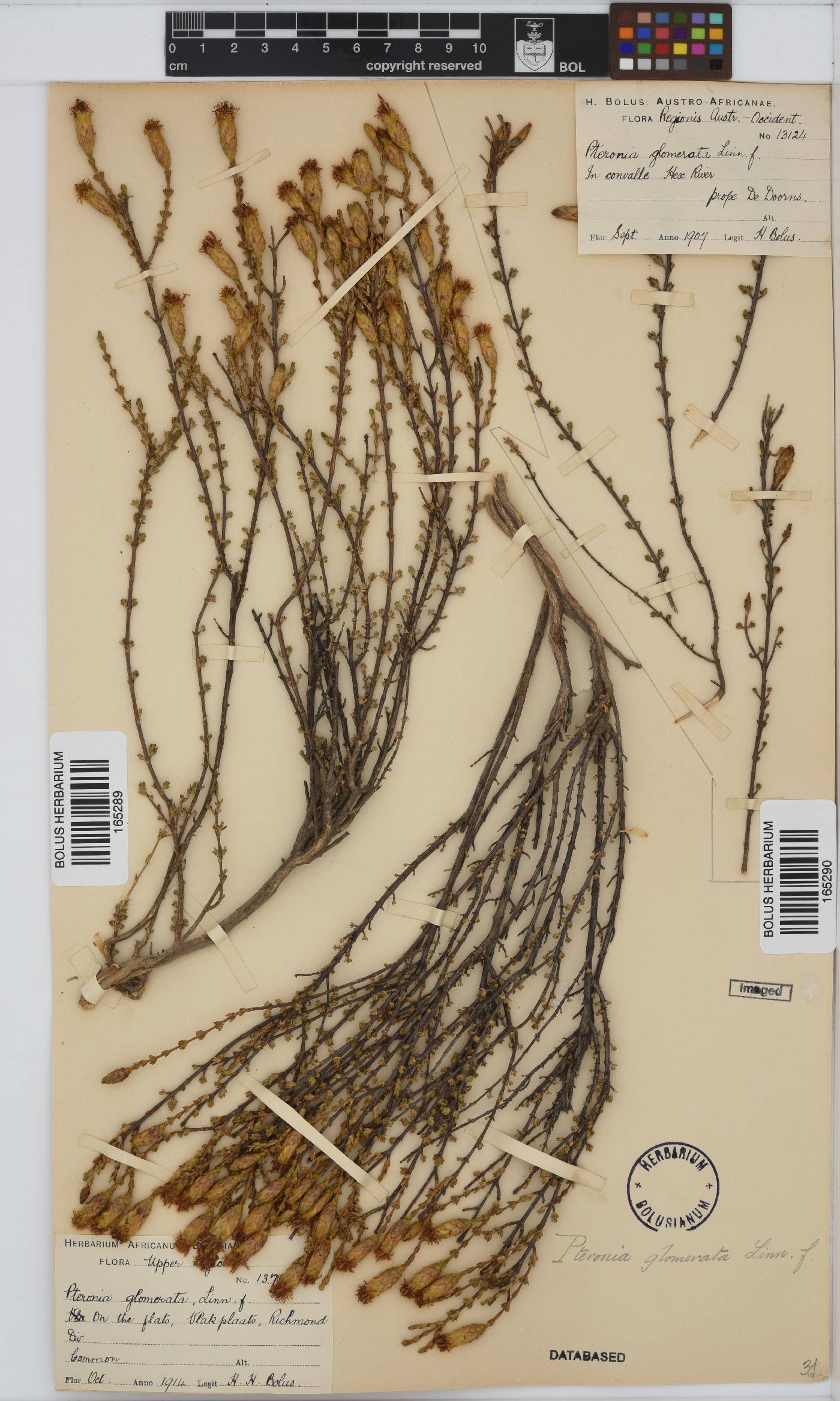 Pteronia glomerata image