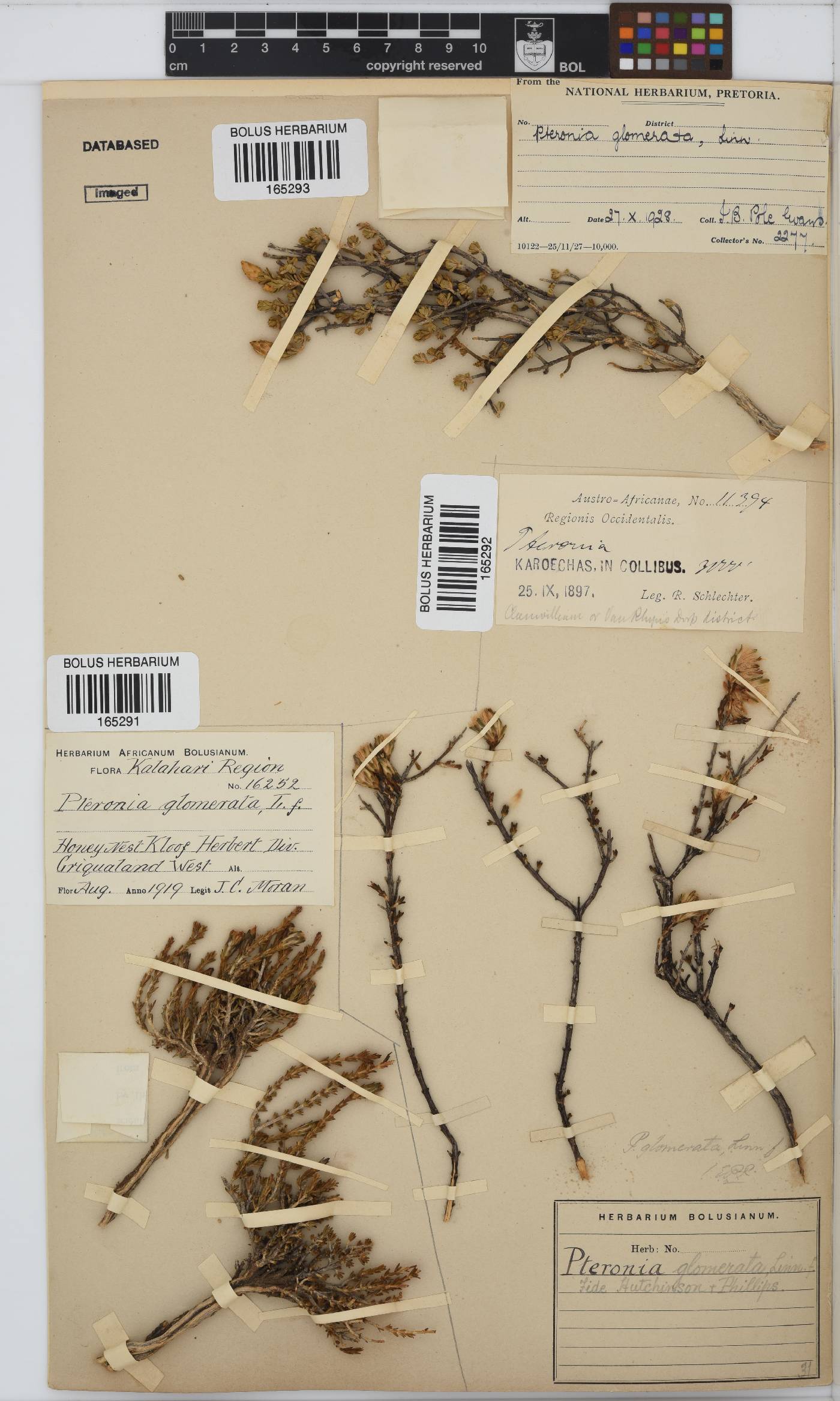 Pteronia glomerata image