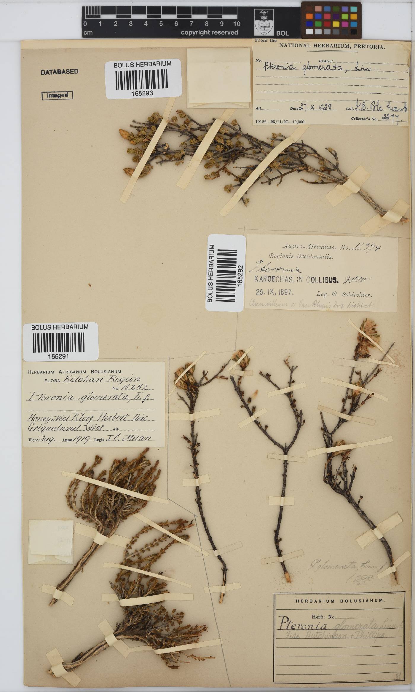 Pteronia glomerata image