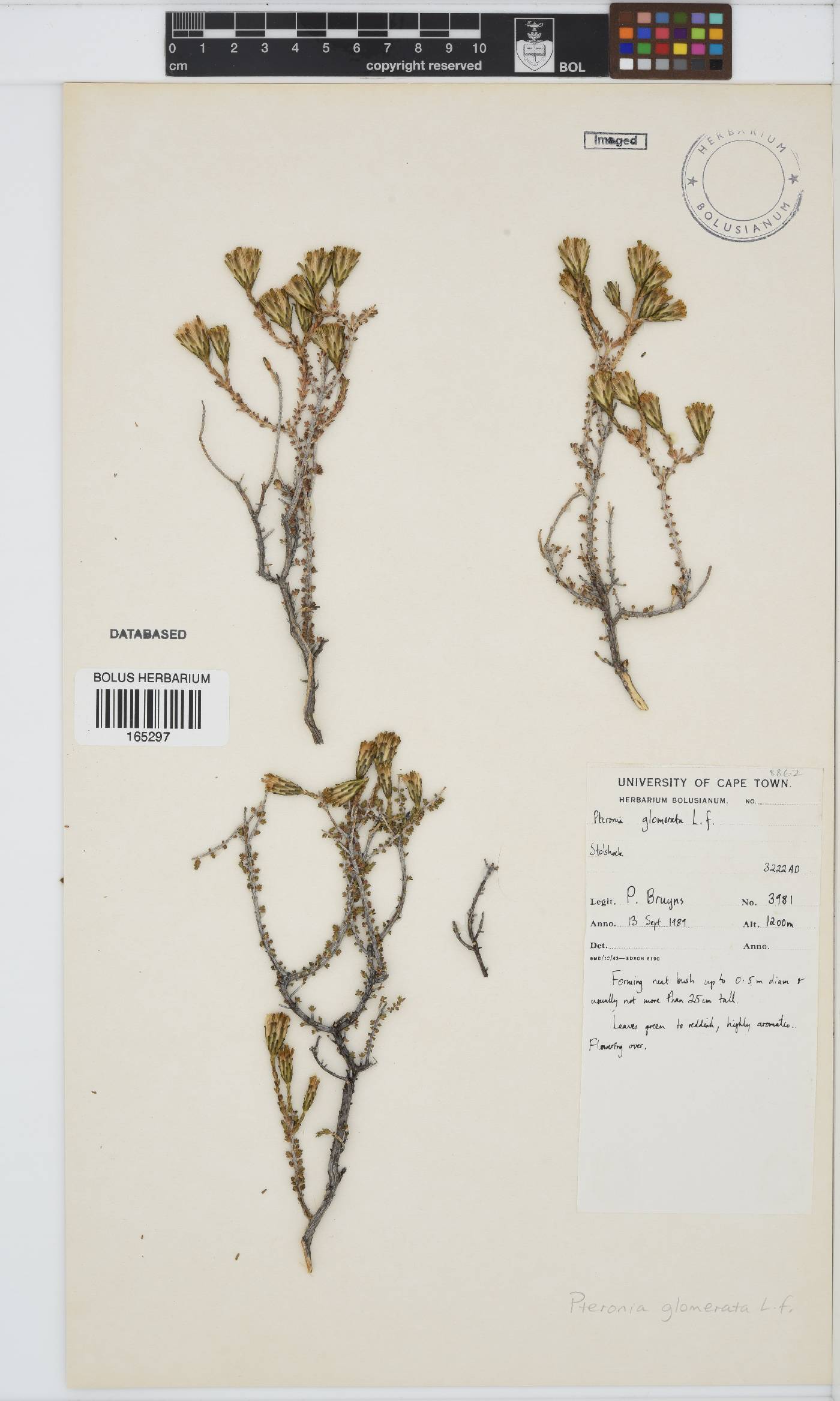 Pteronia glomerata image