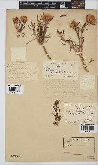 Image of Pteronia fasciculata