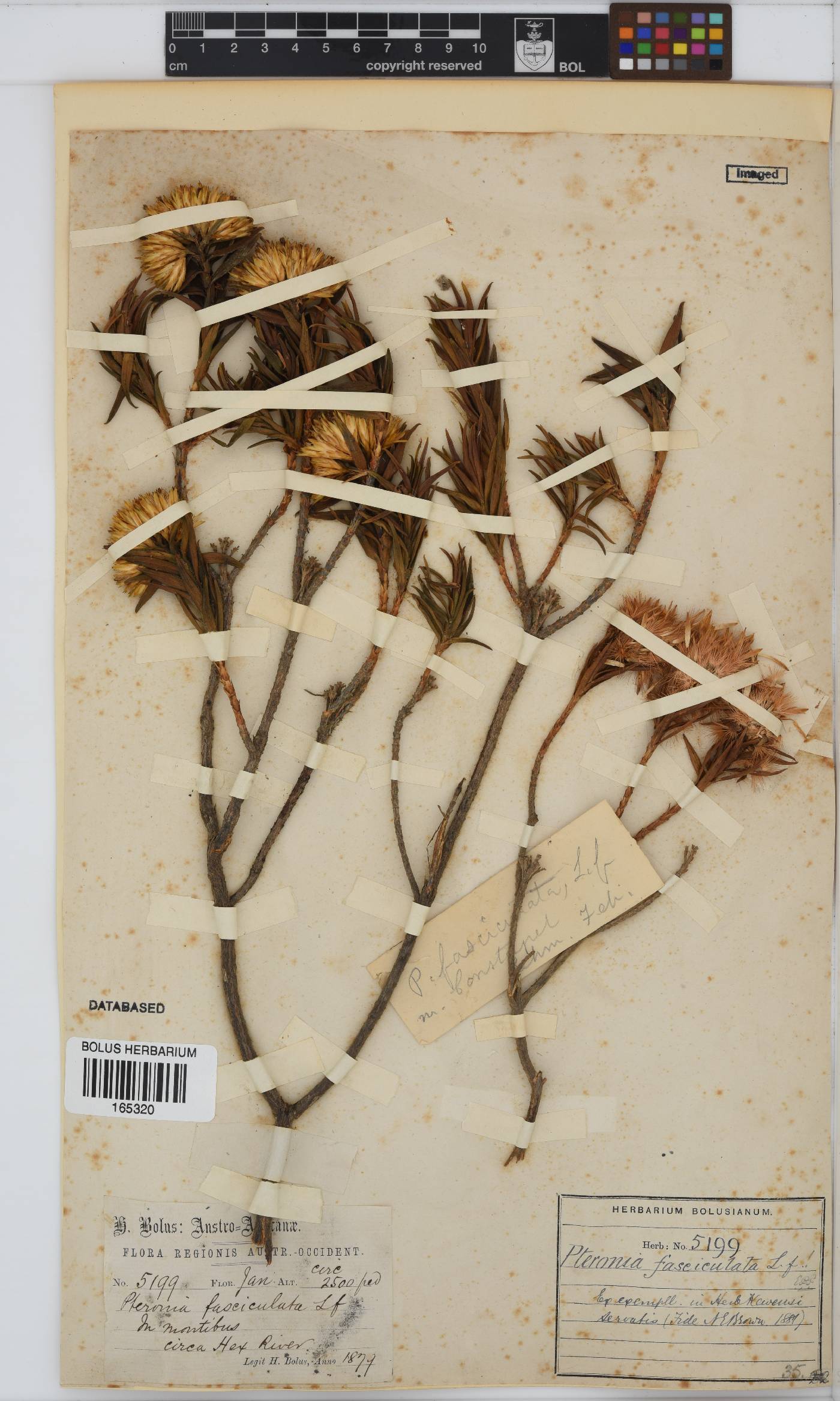Pteronia fasciculata image