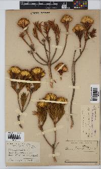 Pteronia fasciculata image