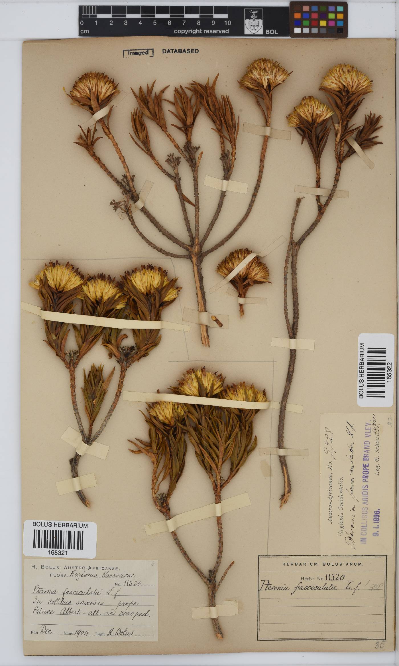Pteronia fasciculata image