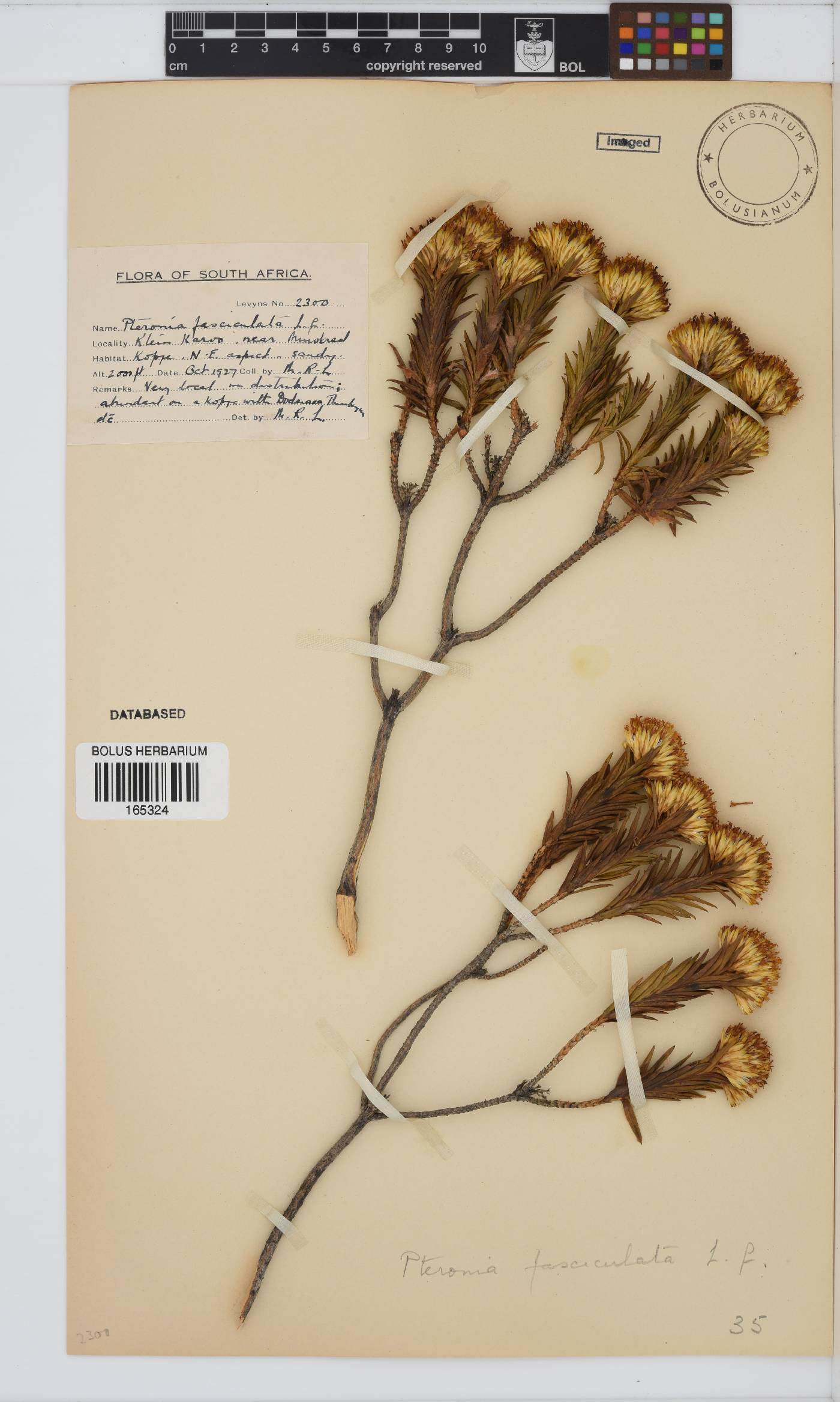 Pteronia fasciculata image