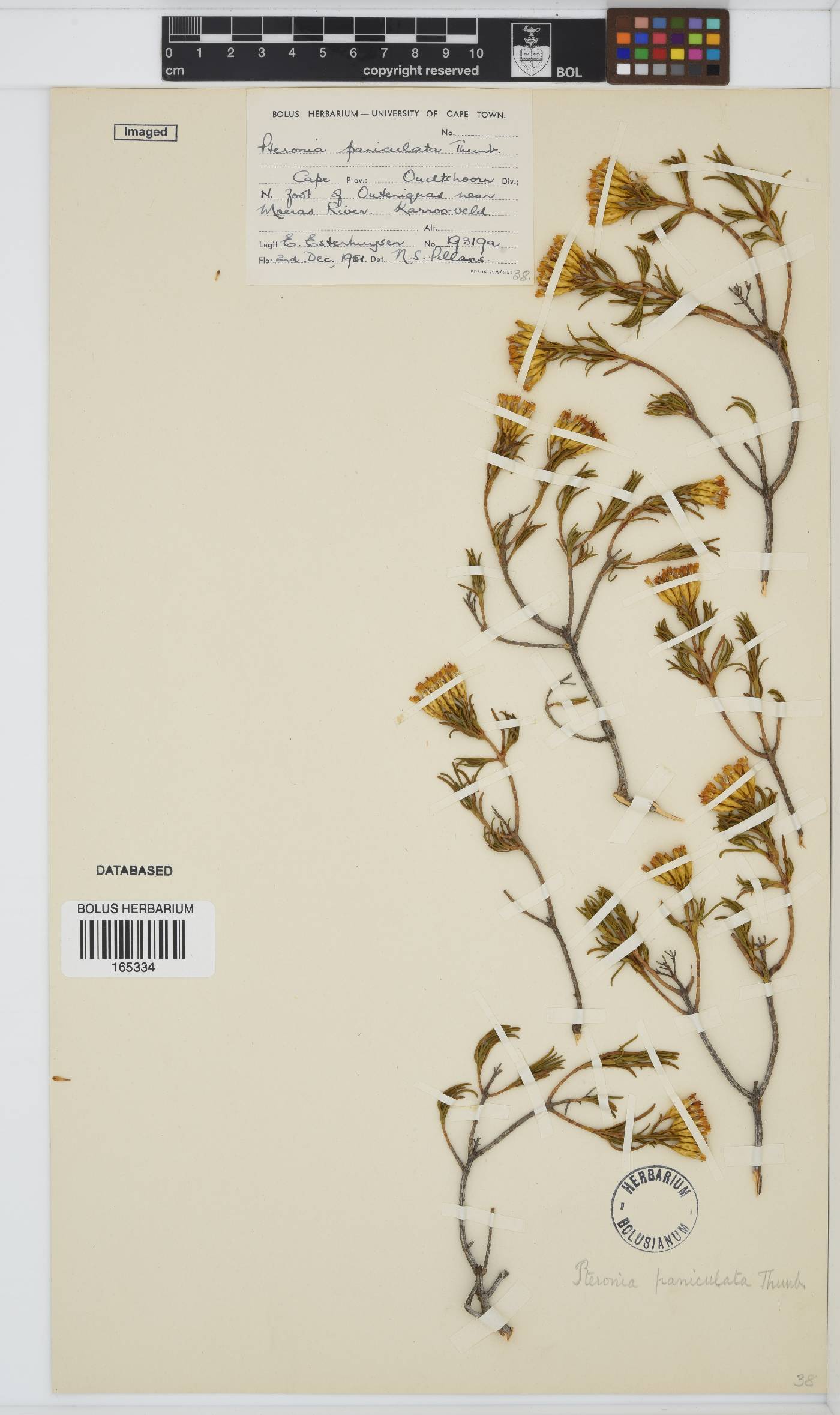 Pteronia paniculata image