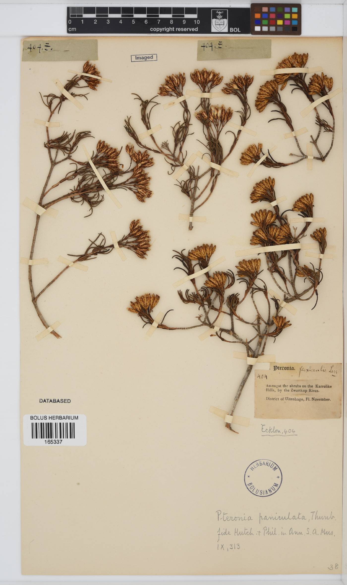 Pteronia paniculata image