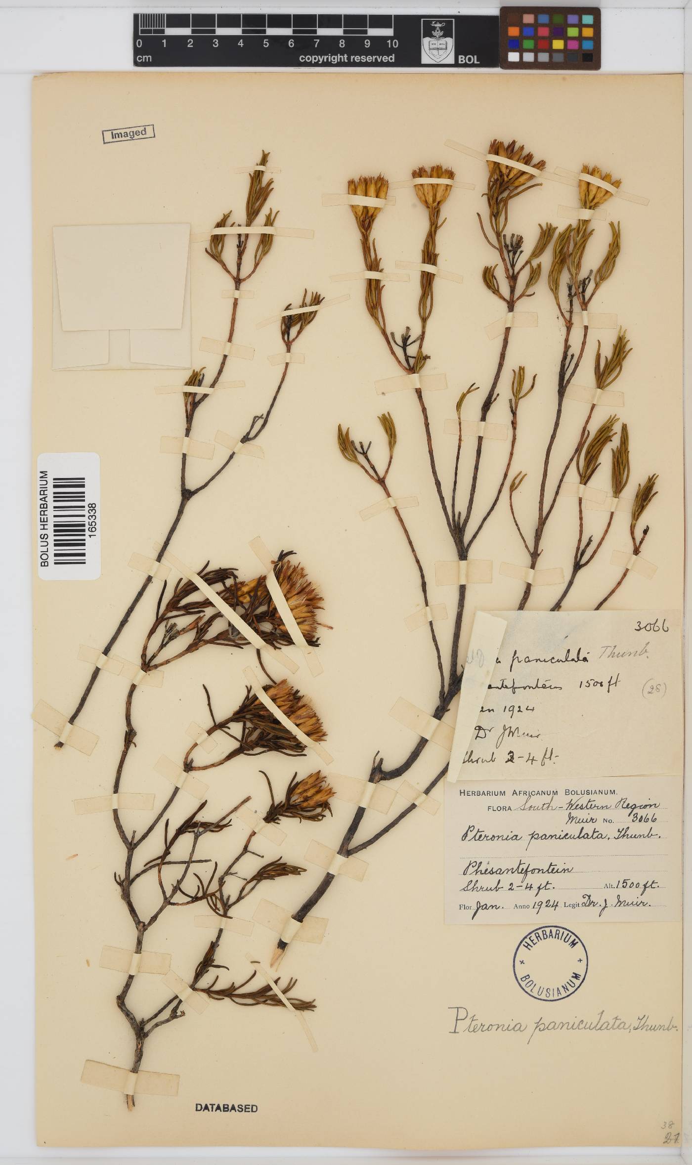 Pteronia paniculata image