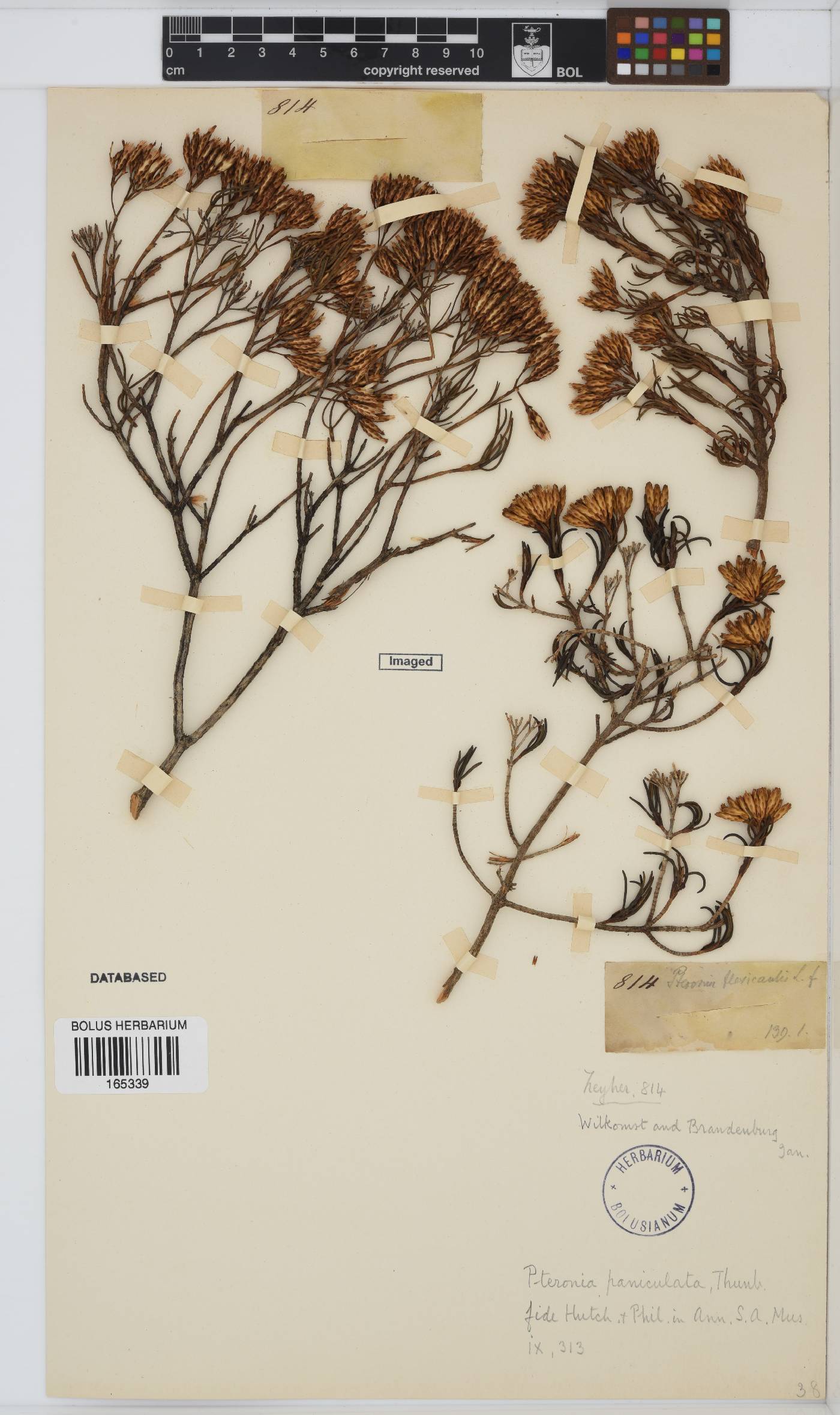 Pteronia paniculata image