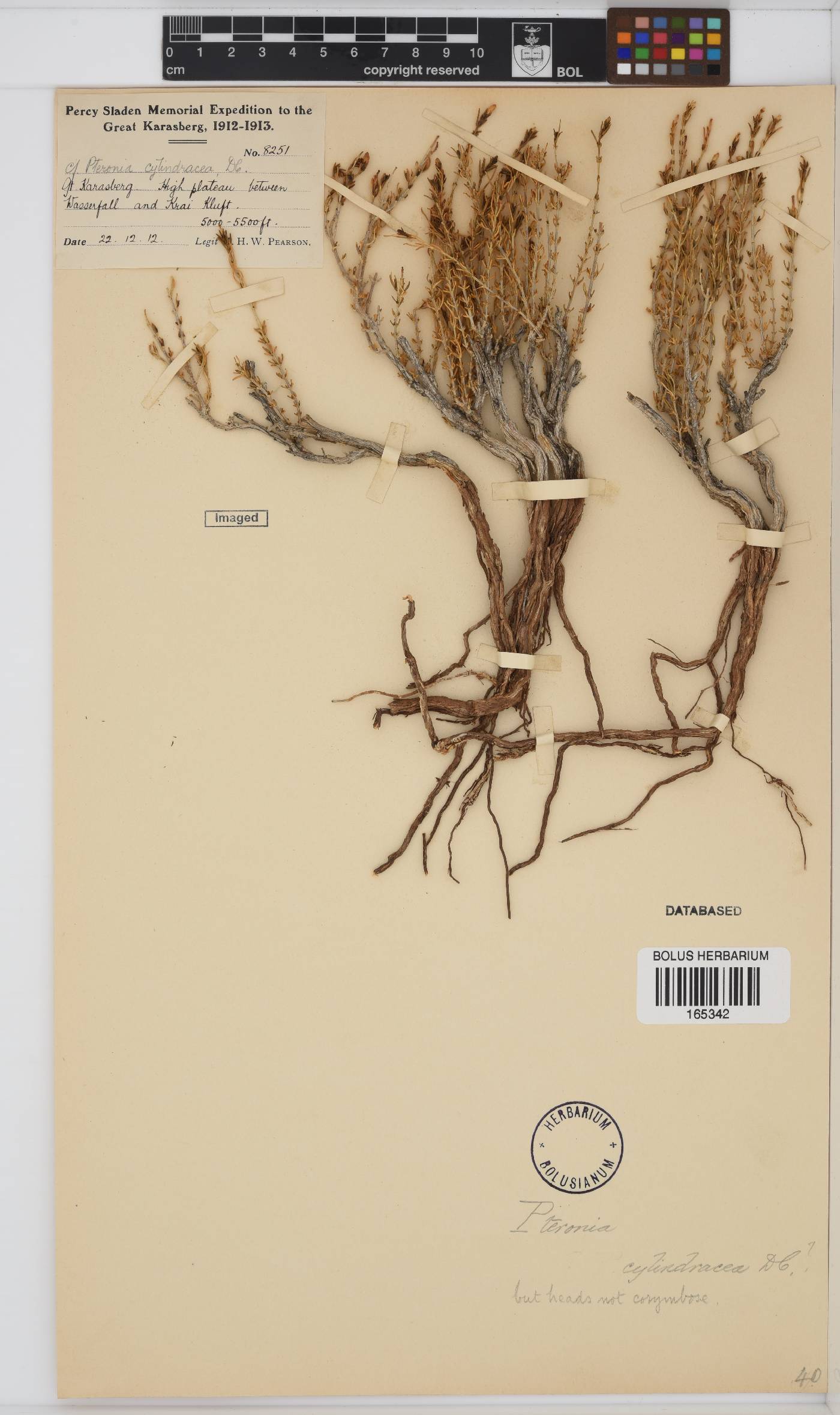 Pteronia cylindracea image