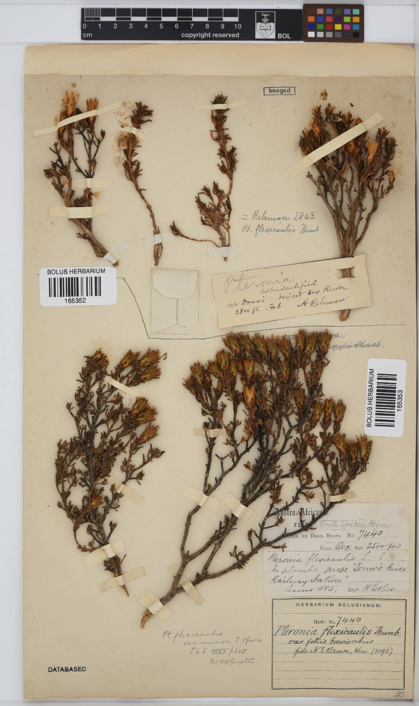 Pteronia flexicaulis image