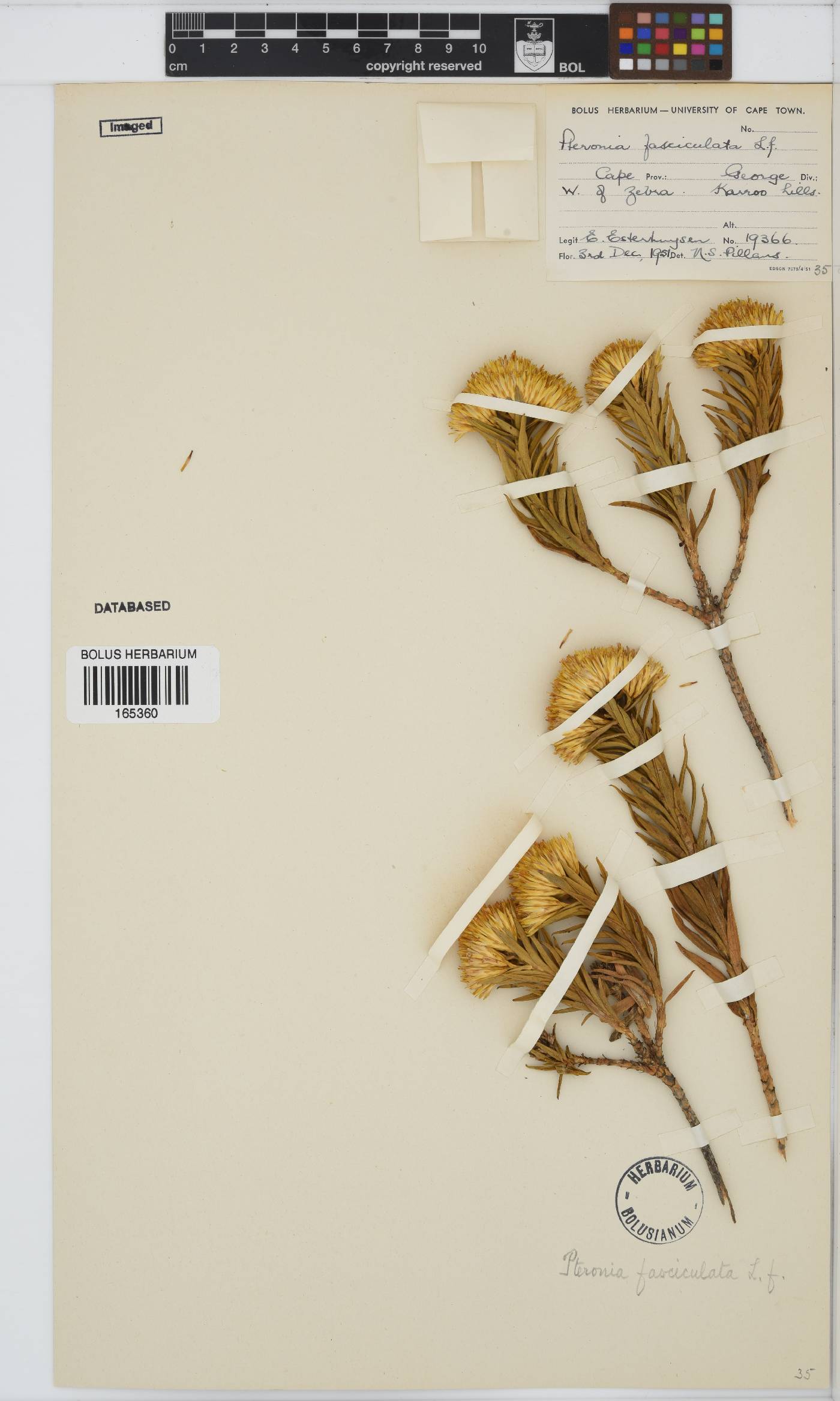 Pteronia fasciculata image