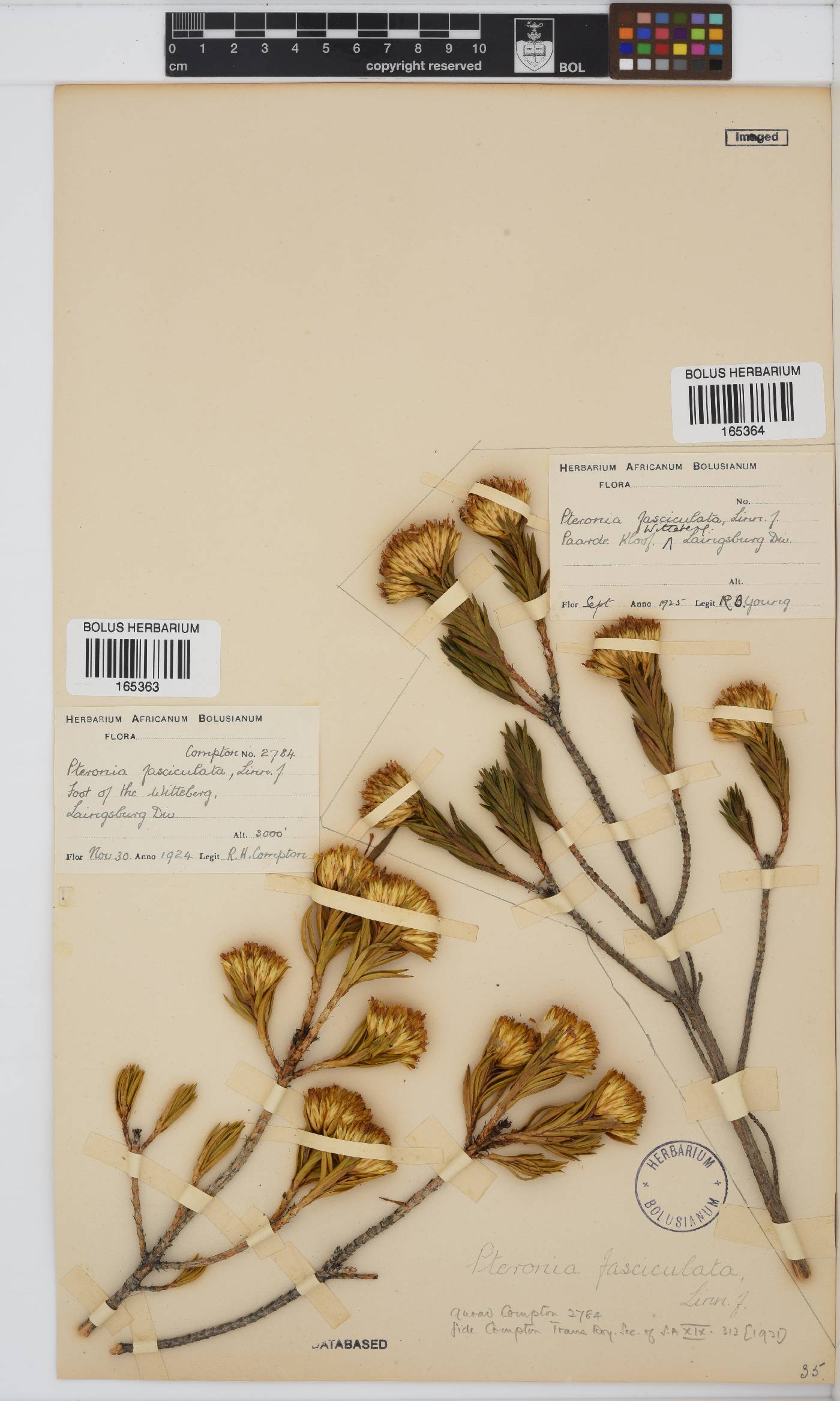 Pteronia fasciculata image