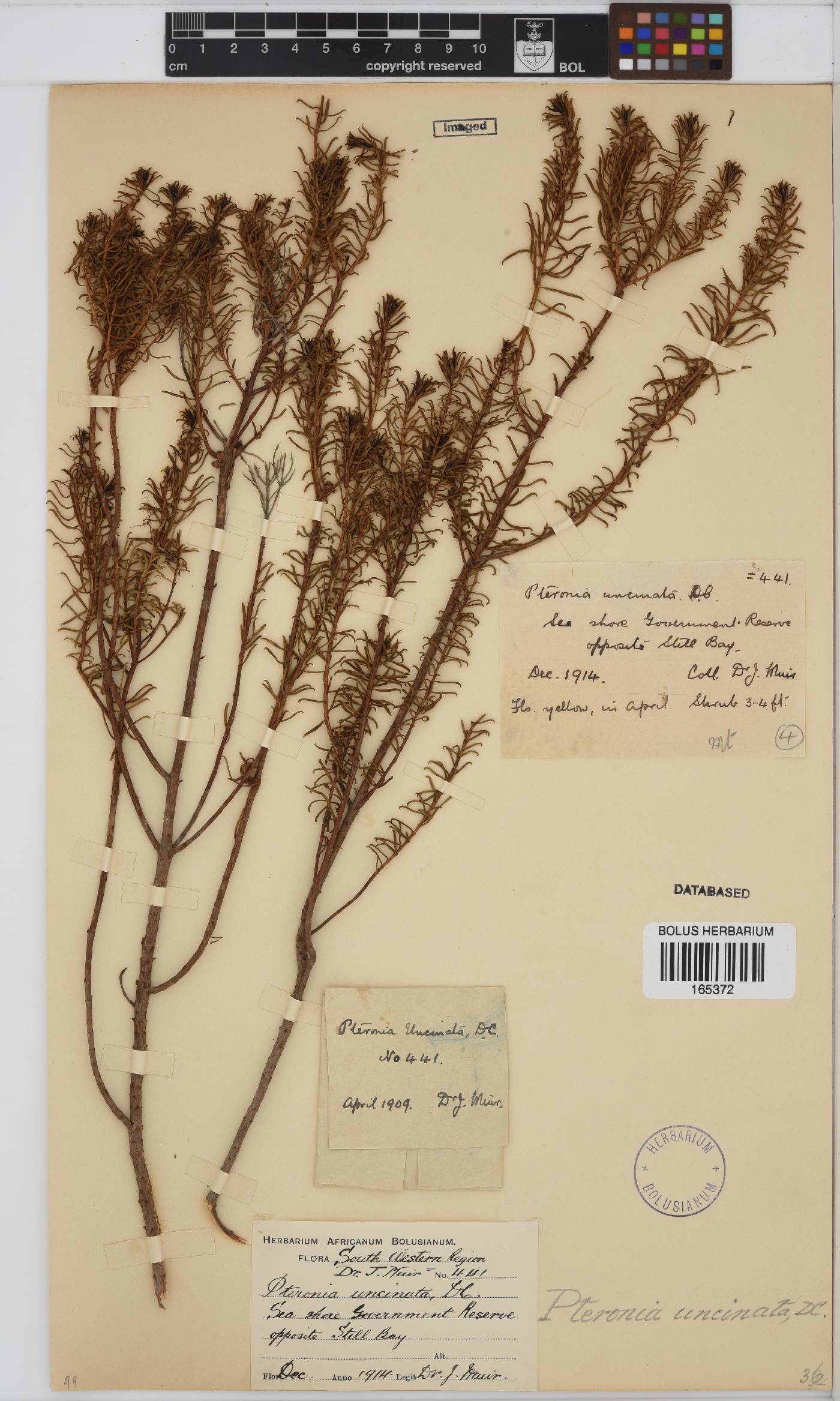 Pteronia uncinata image