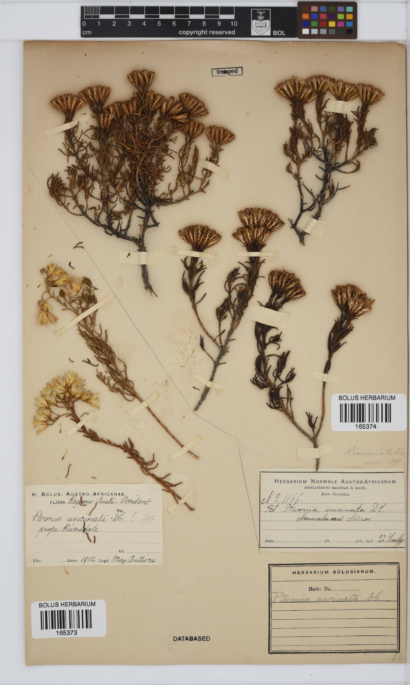 Pteronia uncinata image
