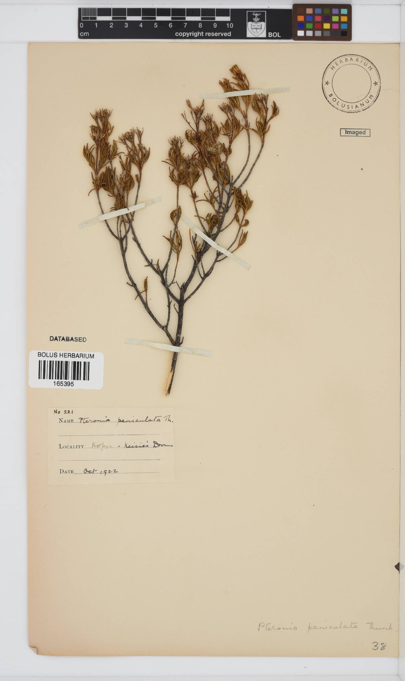 Pteronia paniculata image