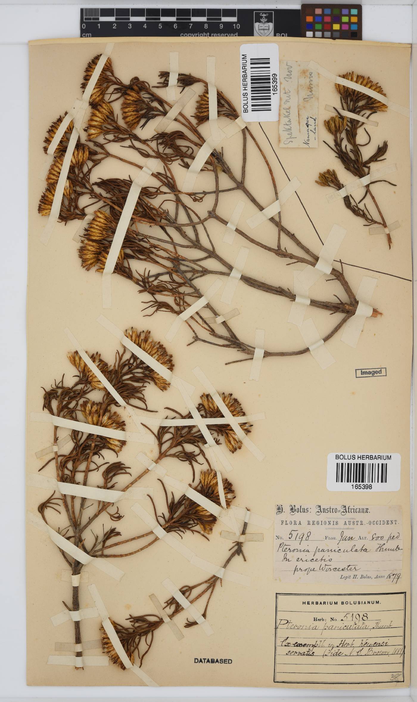 Pteronia paniculata image