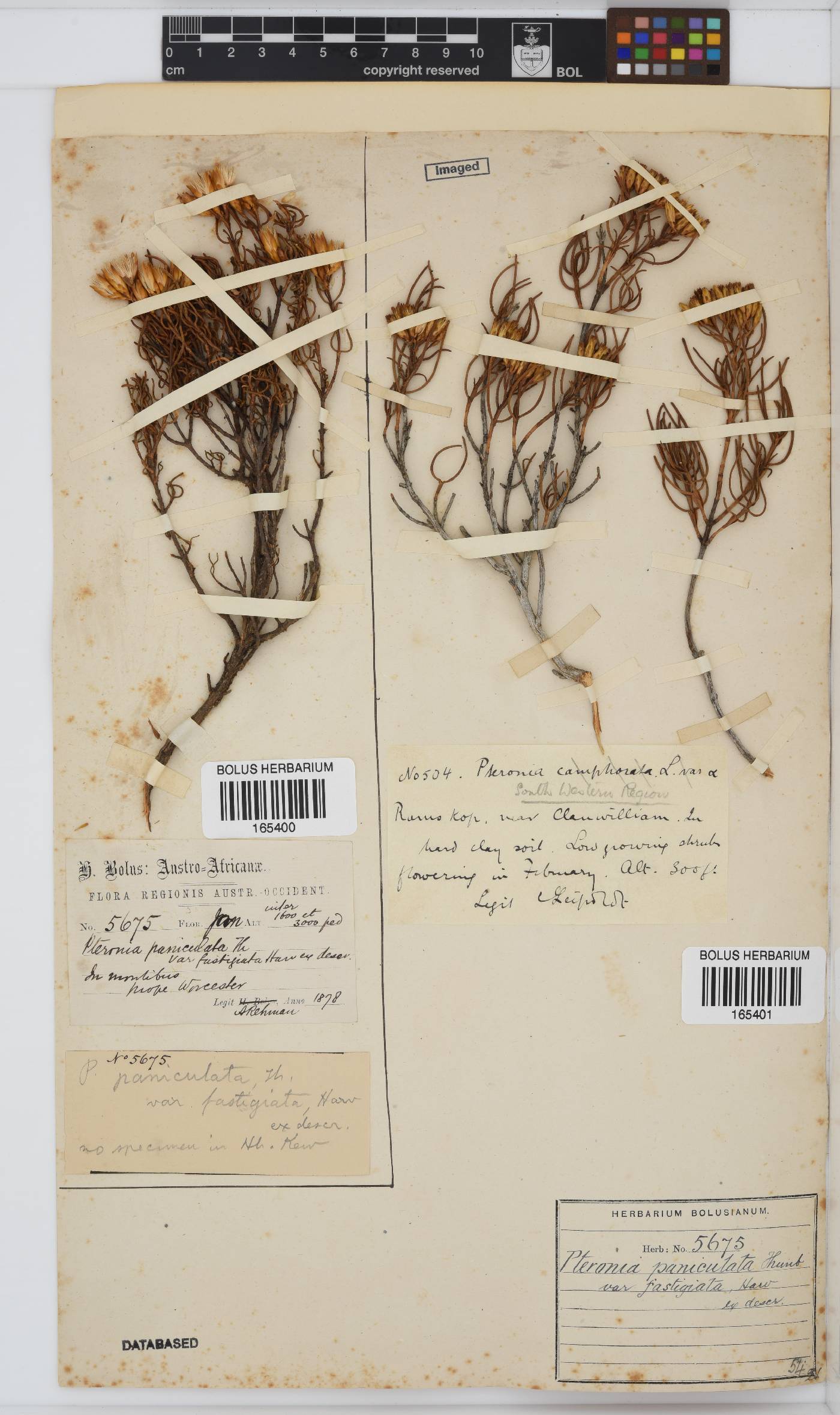 Pteronia paniculata image