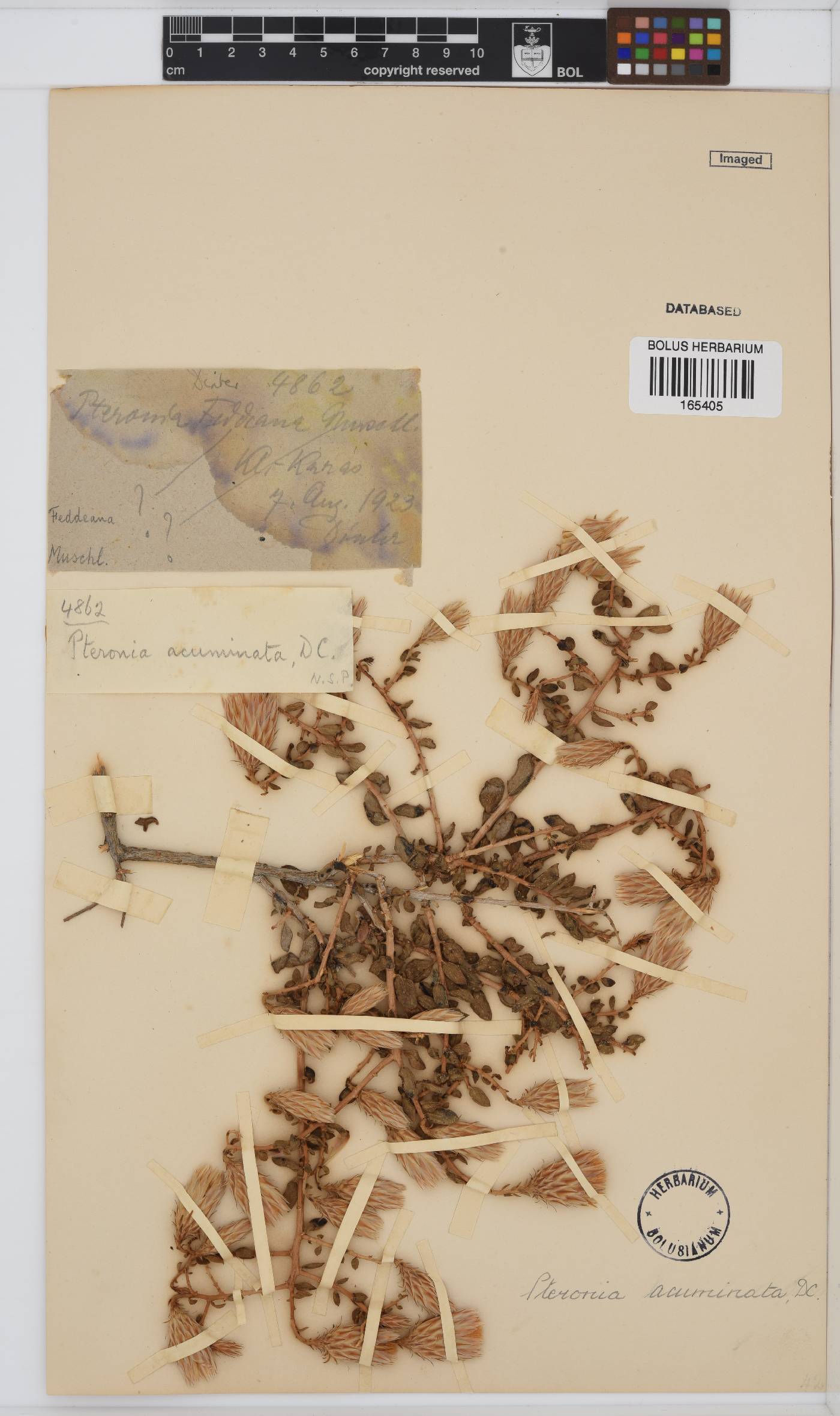 Pteronia acuminata image