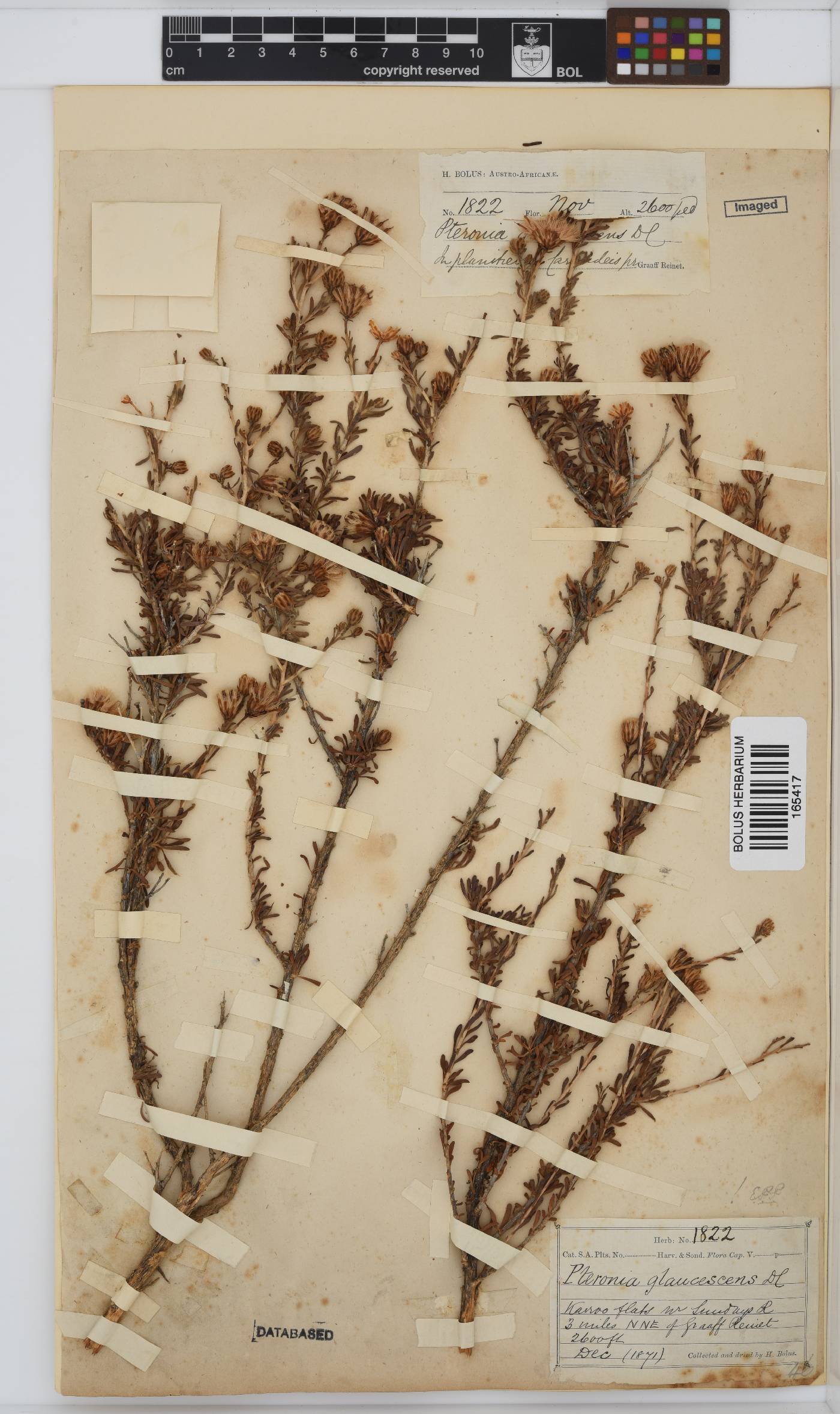 Pteronia glaucescens image