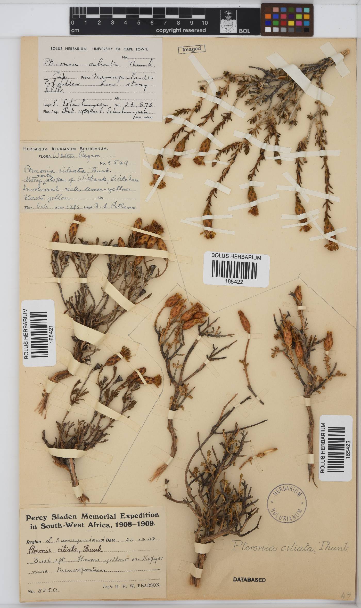 Pteronia ciliata image