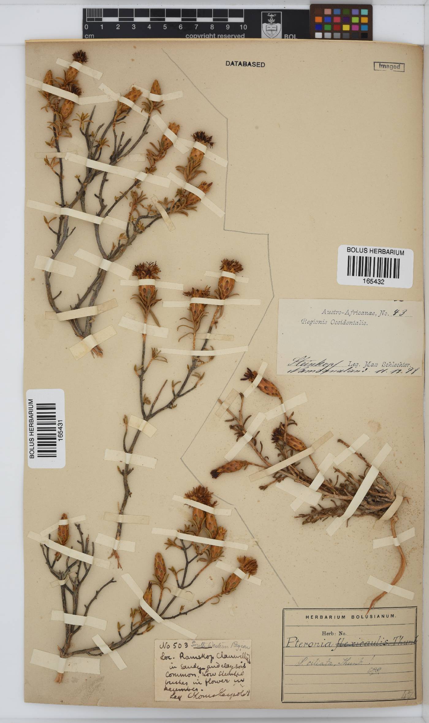 Pteronia ciliata image