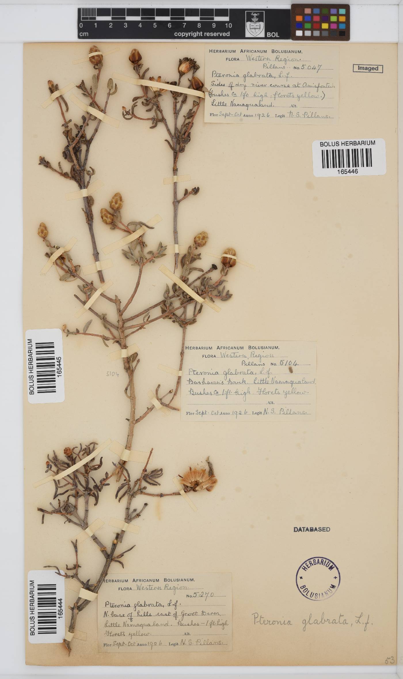 Pteronia glabrata image