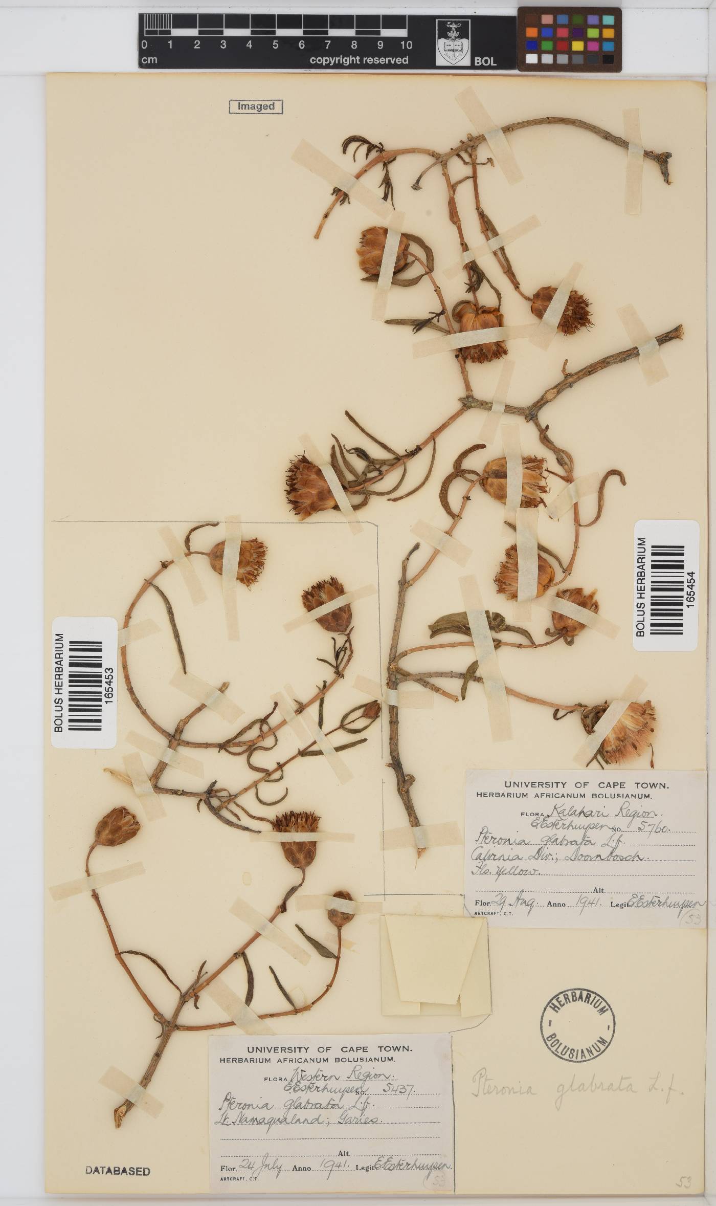 Pteronia glabrata image
