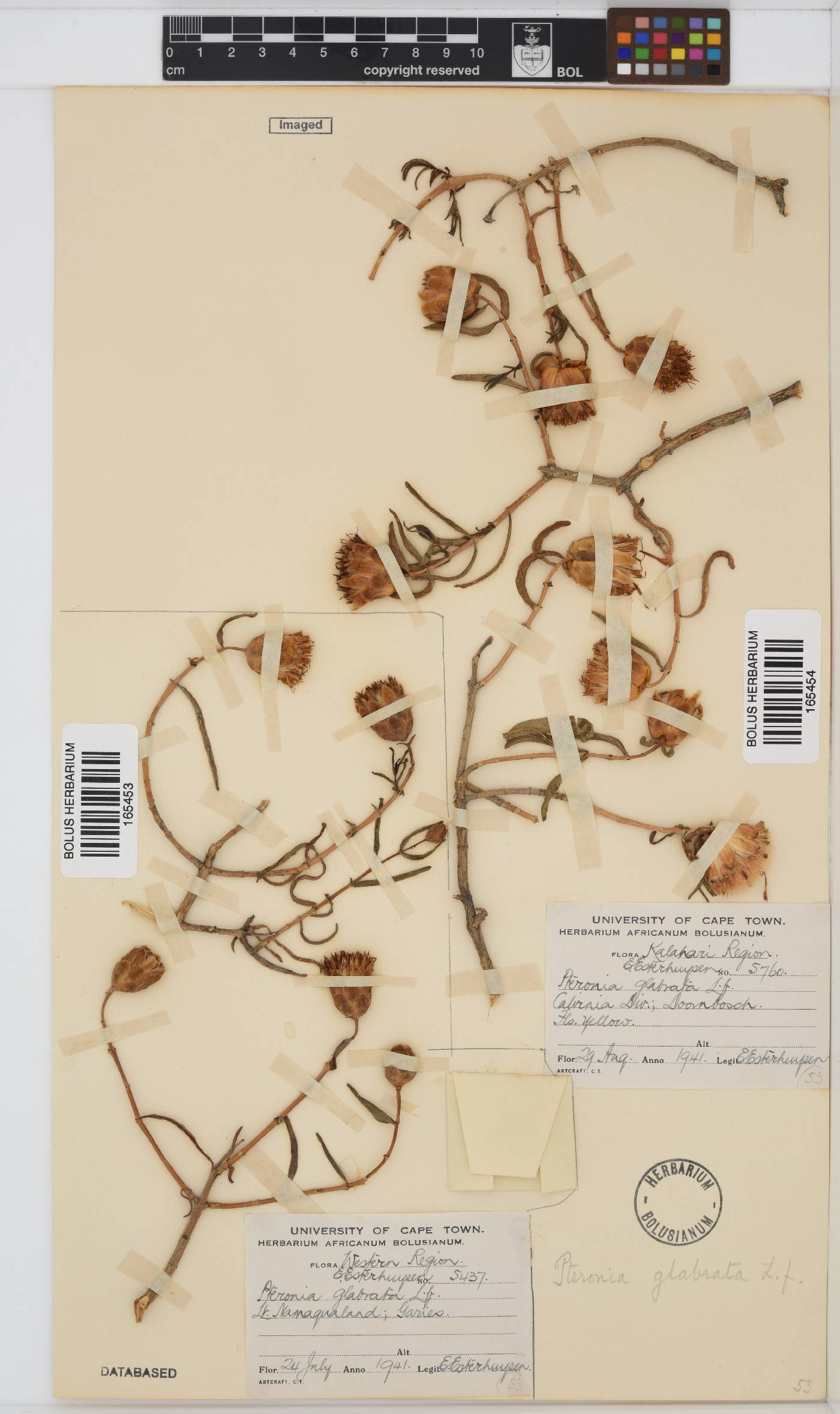 Pteronia glabrata image