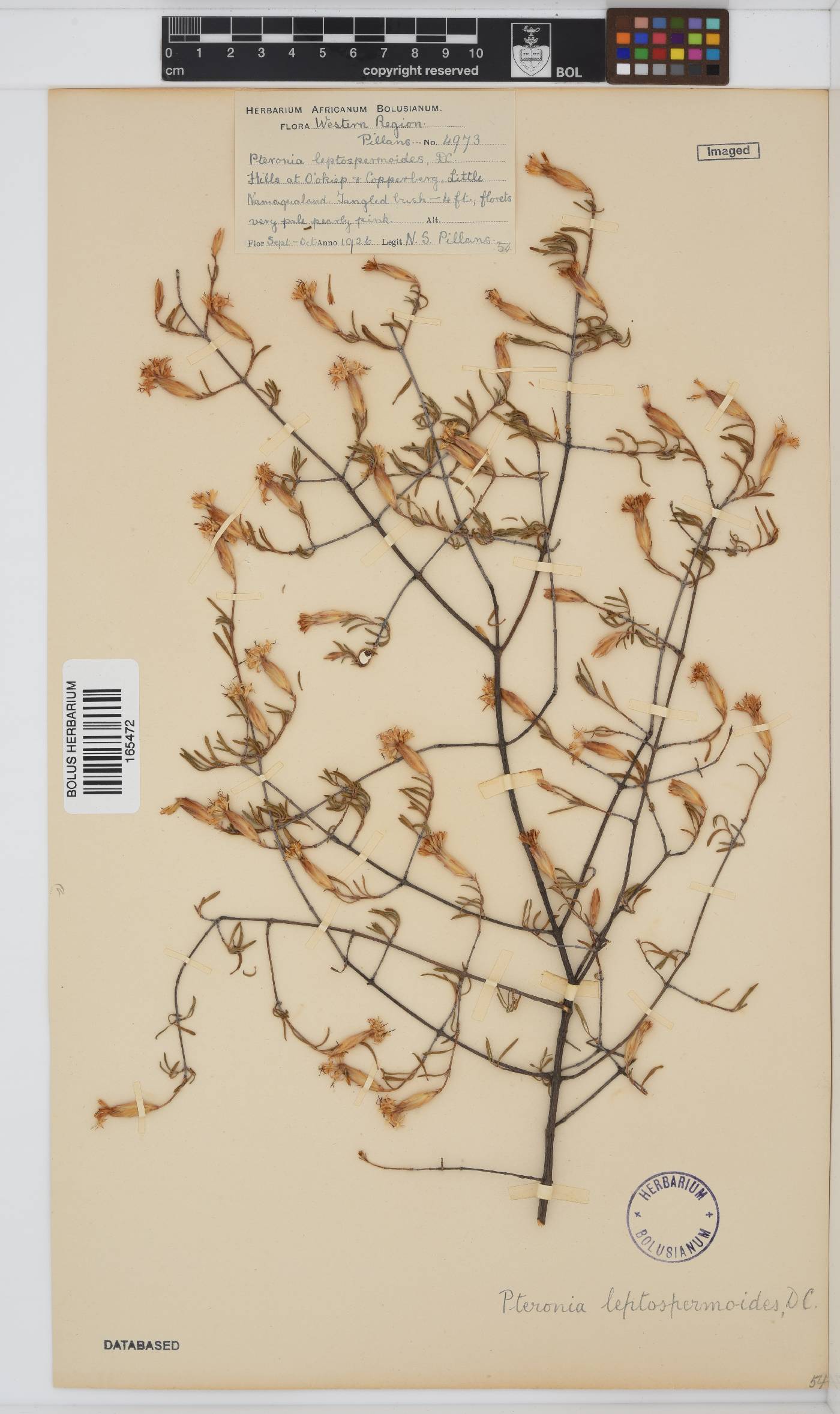 Pteronia leptospermoides image
