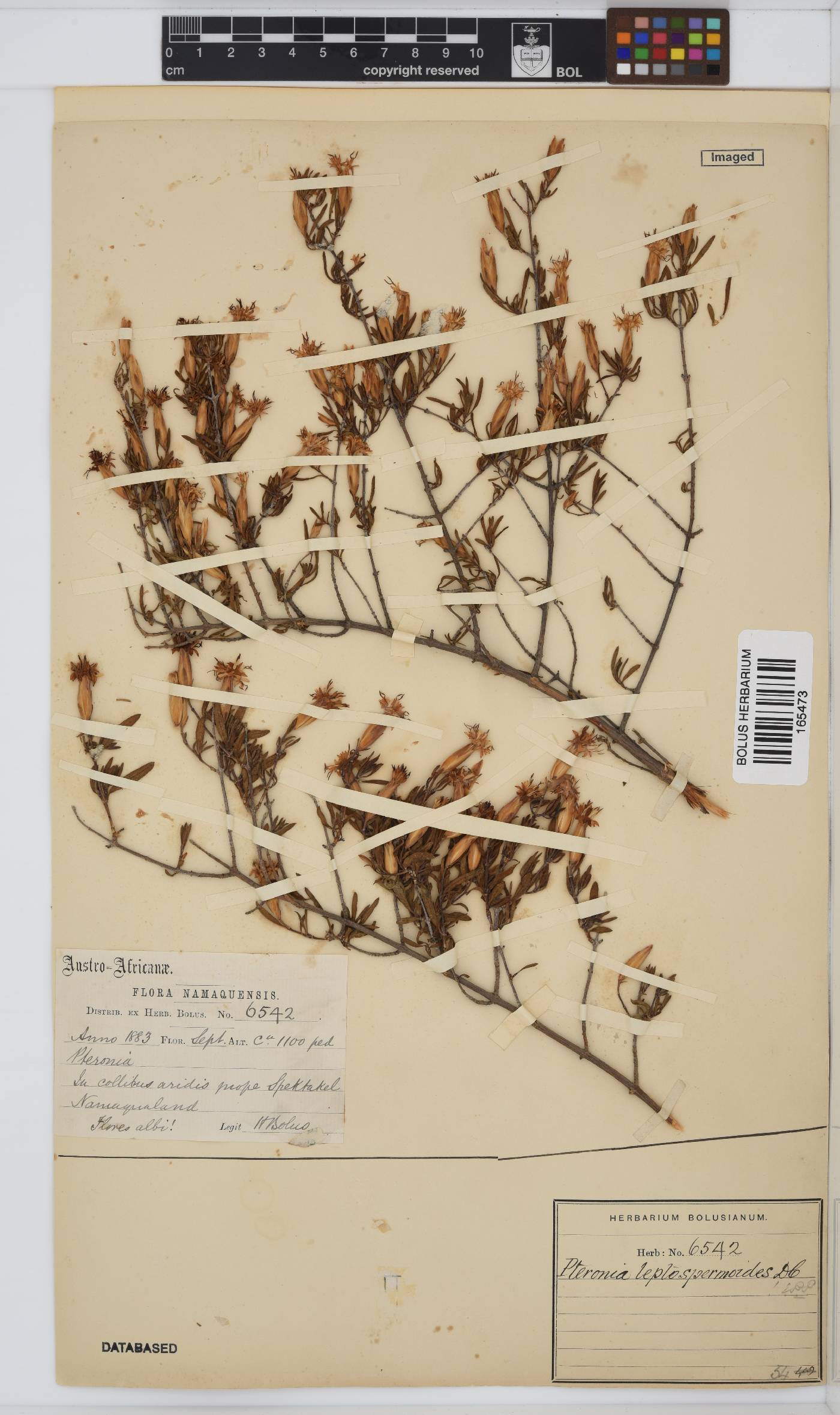 Pteronia leptospermoides image