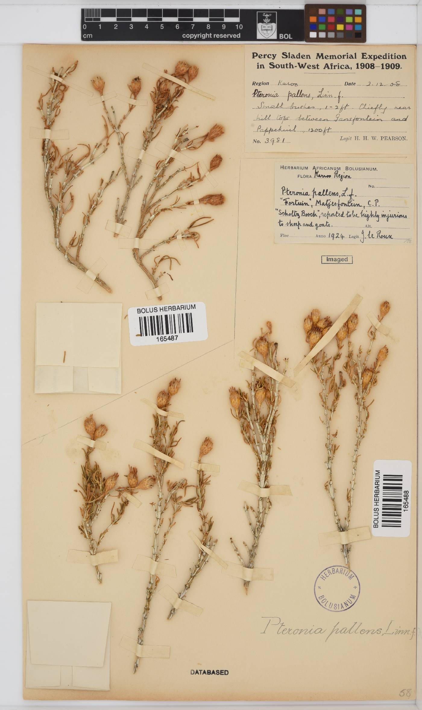 Pteronia pallens image