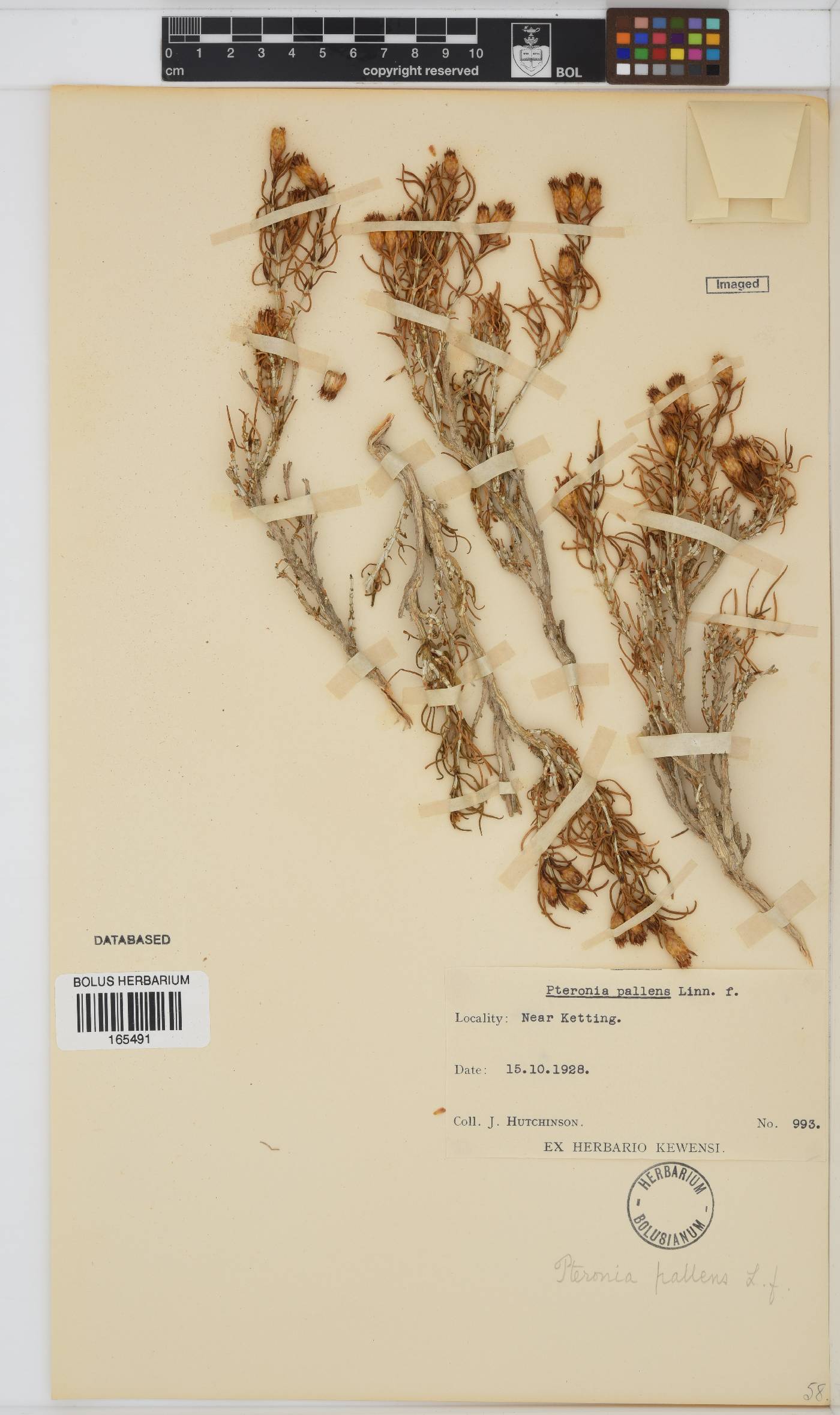 Pteronia pallens image