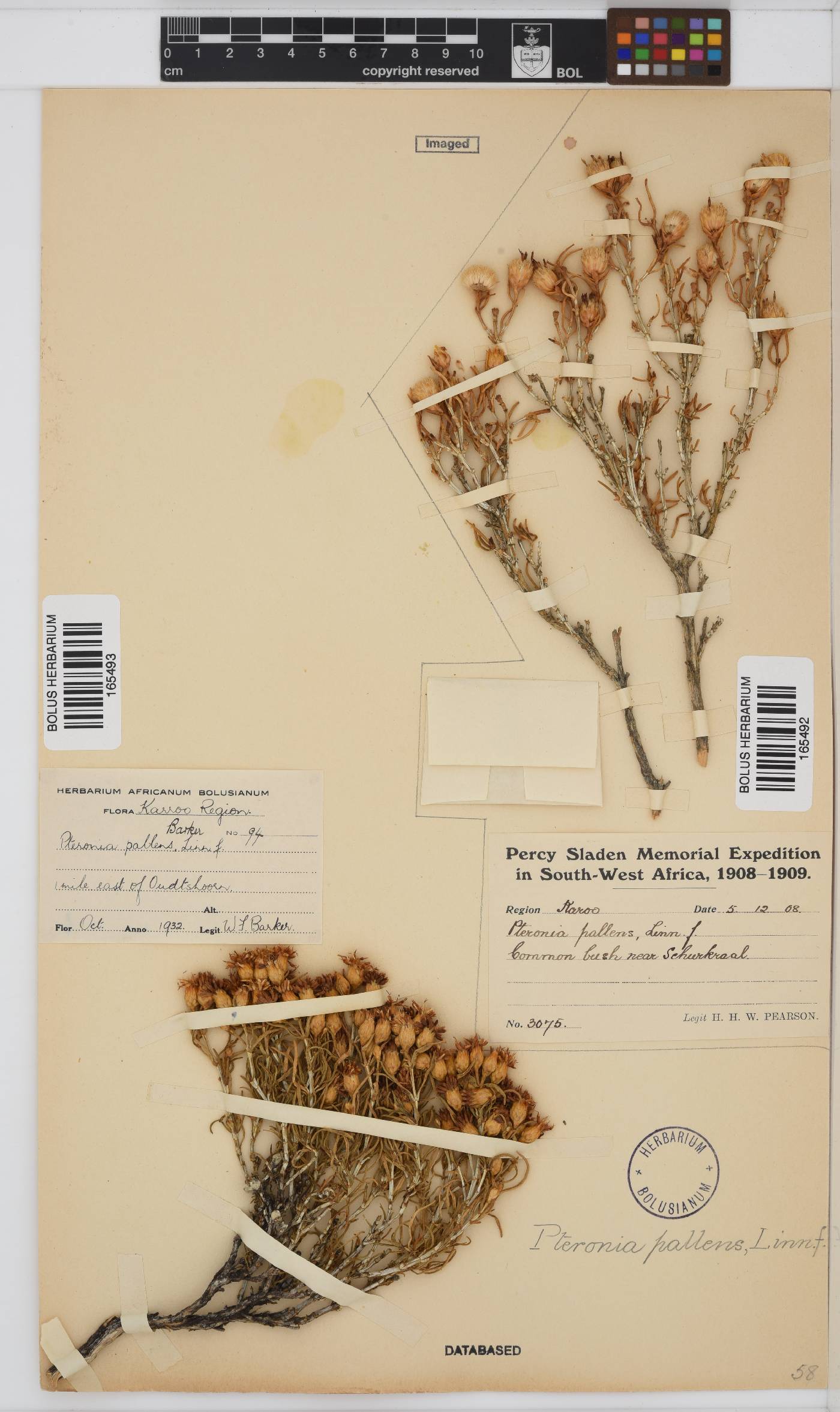 Pteronia pallens image