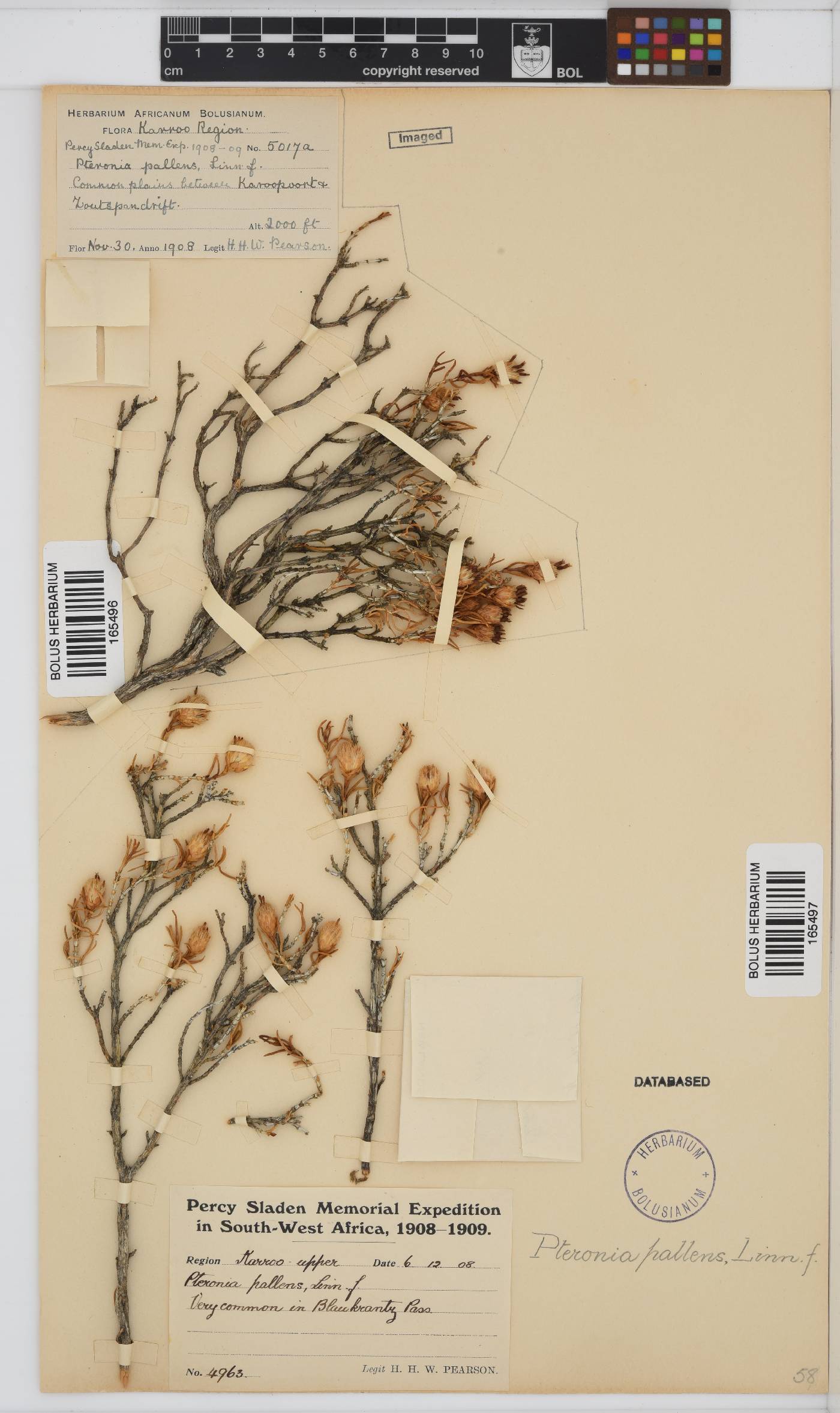 Pteronia pallens image