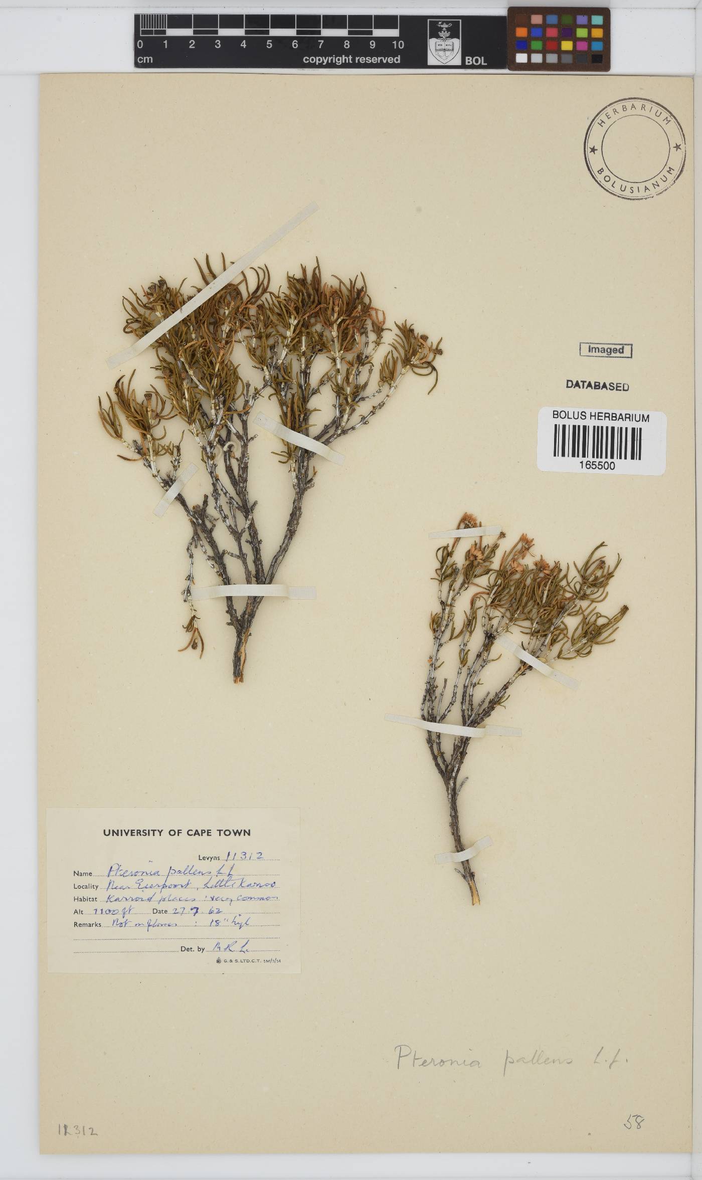 Pteronia image
