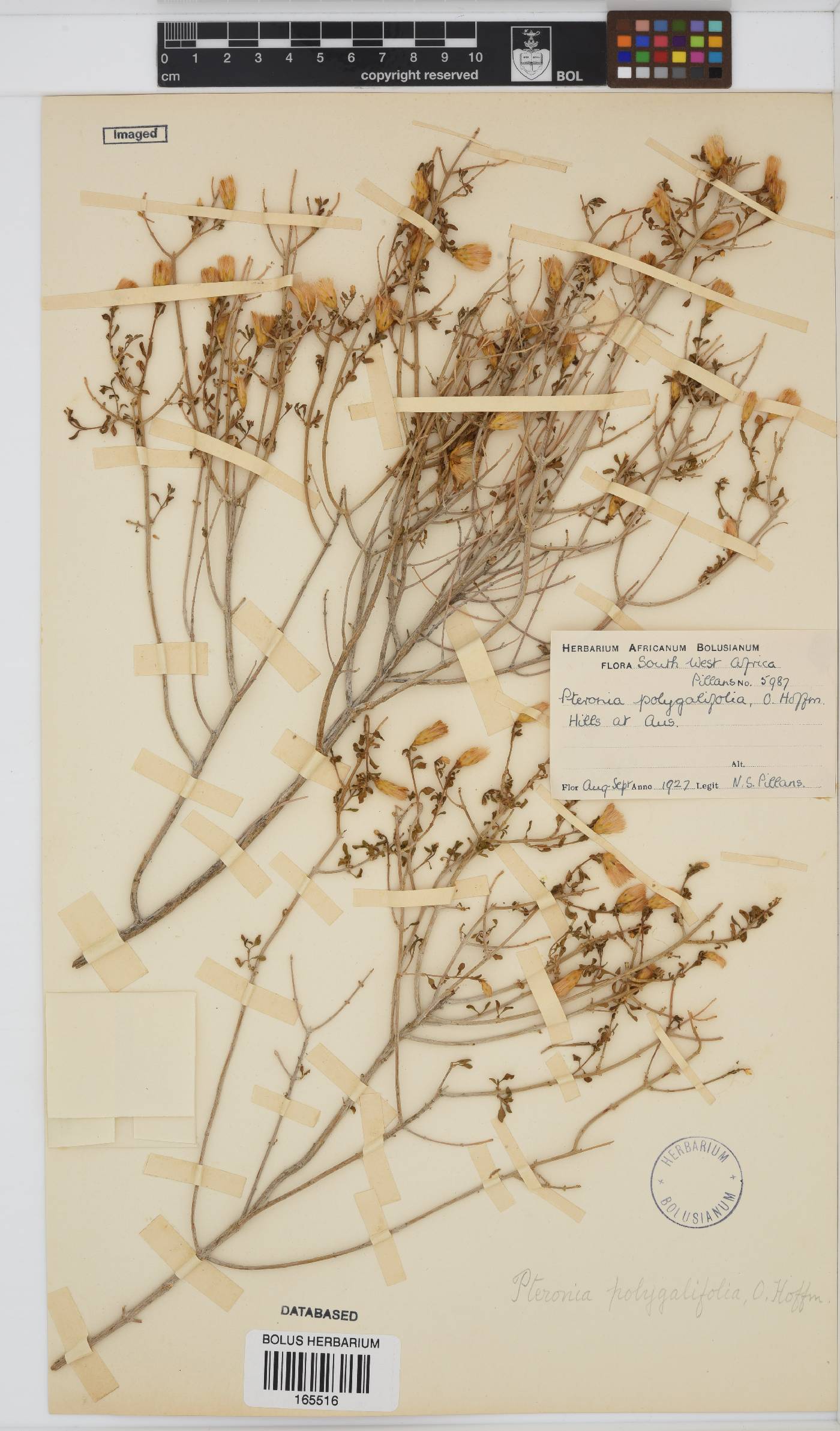Pteronia polygalifolia image