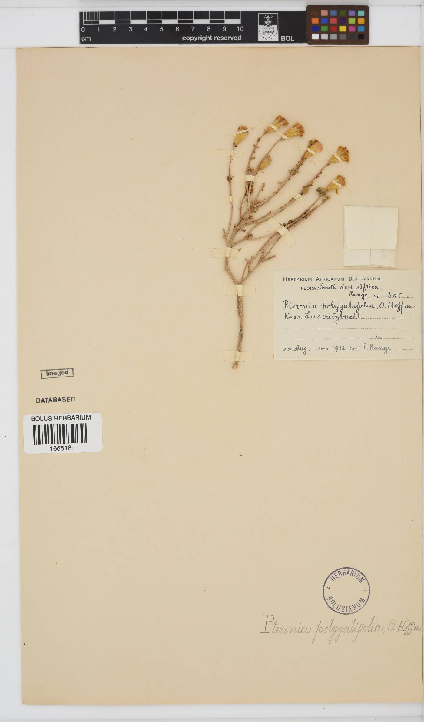 Pteronia polygalifolia image