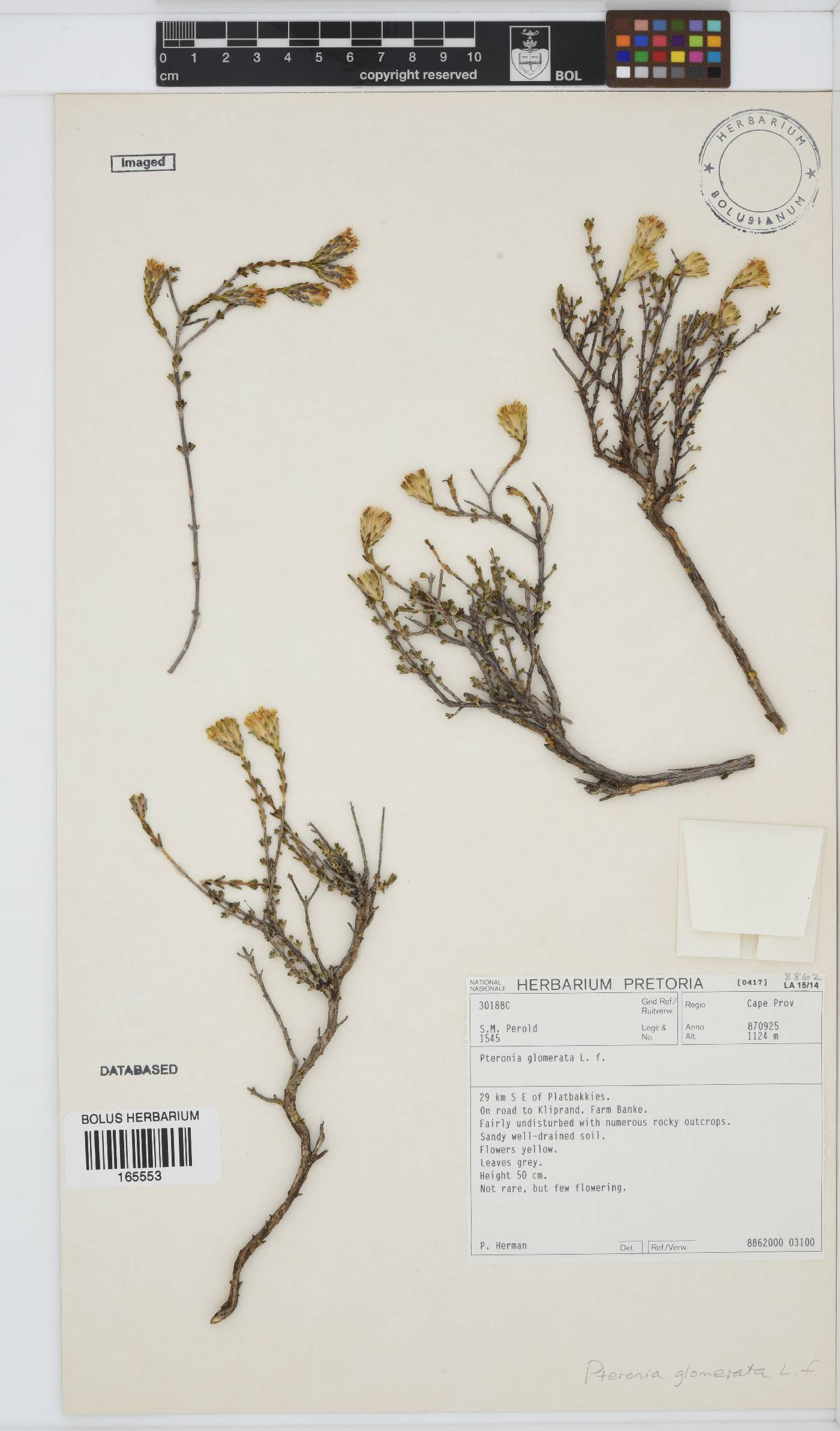 Pteronia image