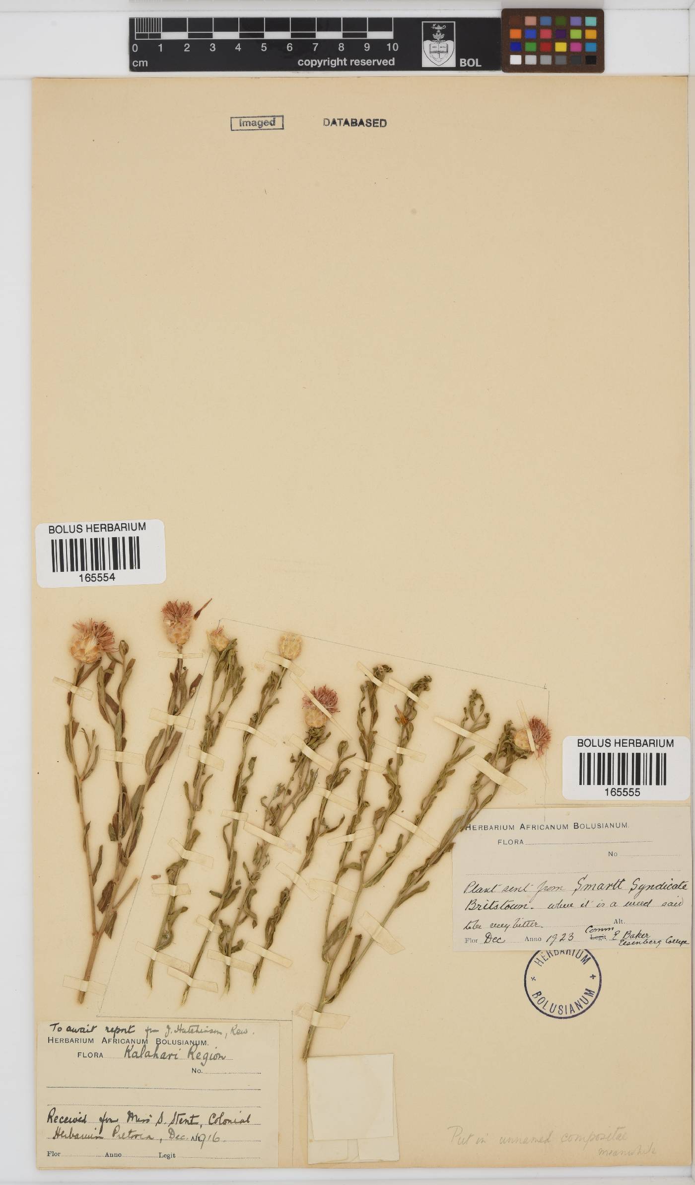 Pteronia image