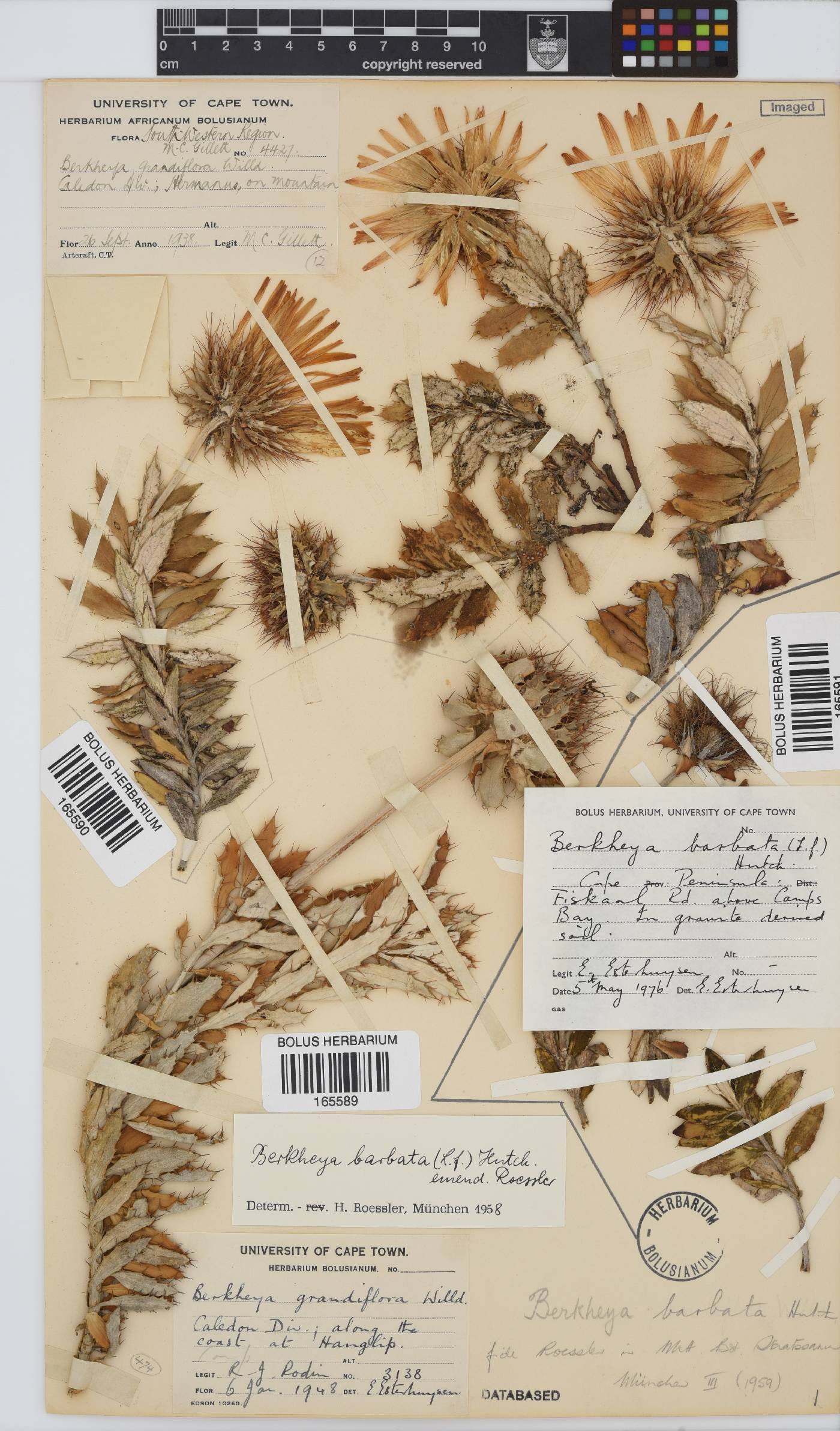 Berkheya barbata image