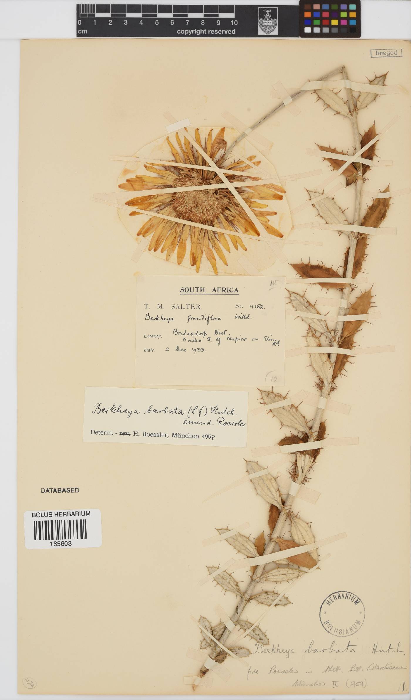 Berkheya barbata image